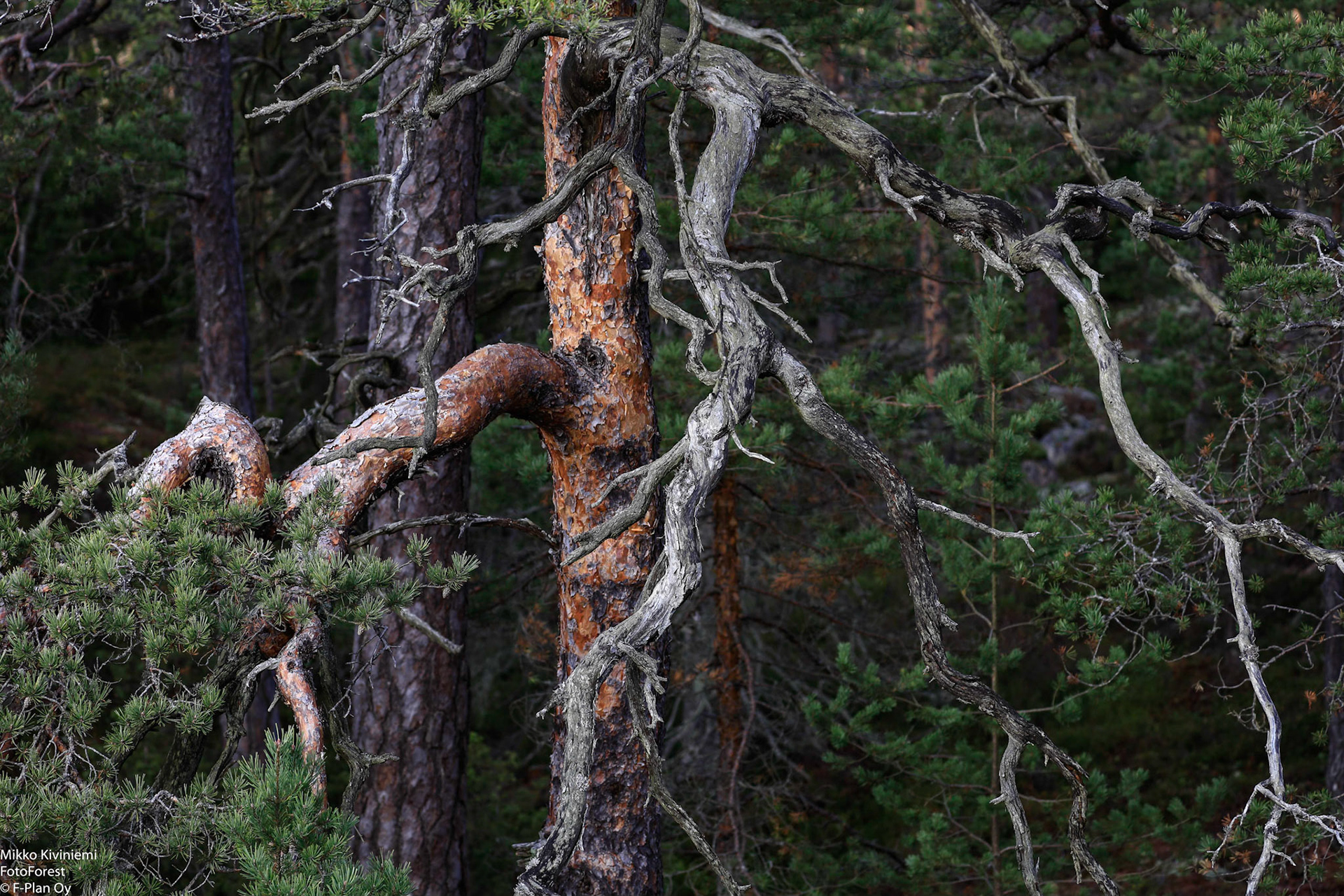 Mänty, Porkkala, Kirkkonummi 441