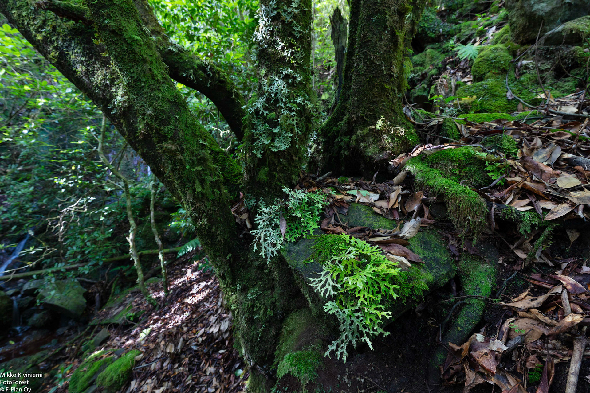 1018 Laakeripuu (Laurisilva), Levada do Furado, Madeira