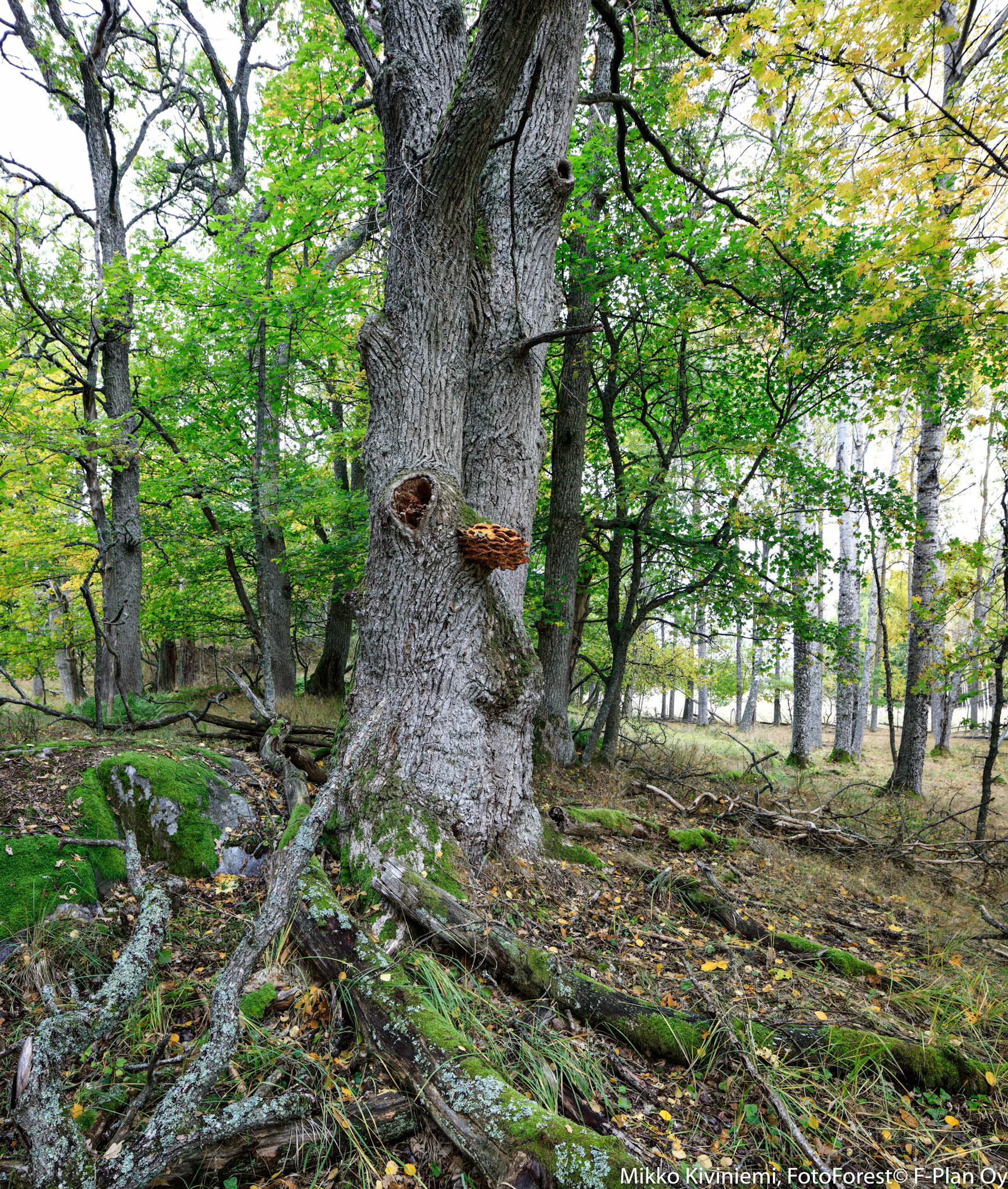 1006 Tammen Rikkikääpä
