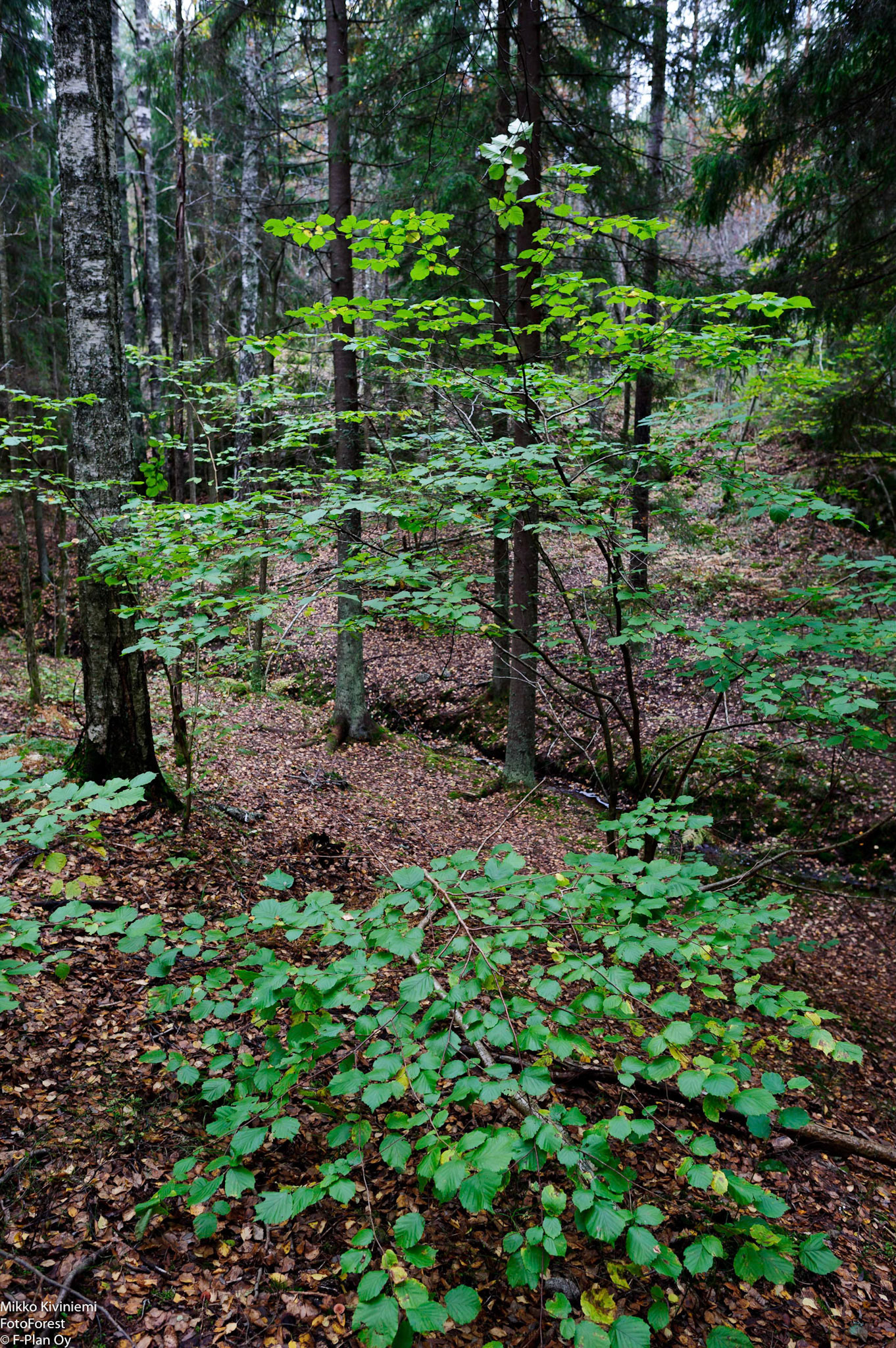 Pähkinäpensas, Nuuksio 1065