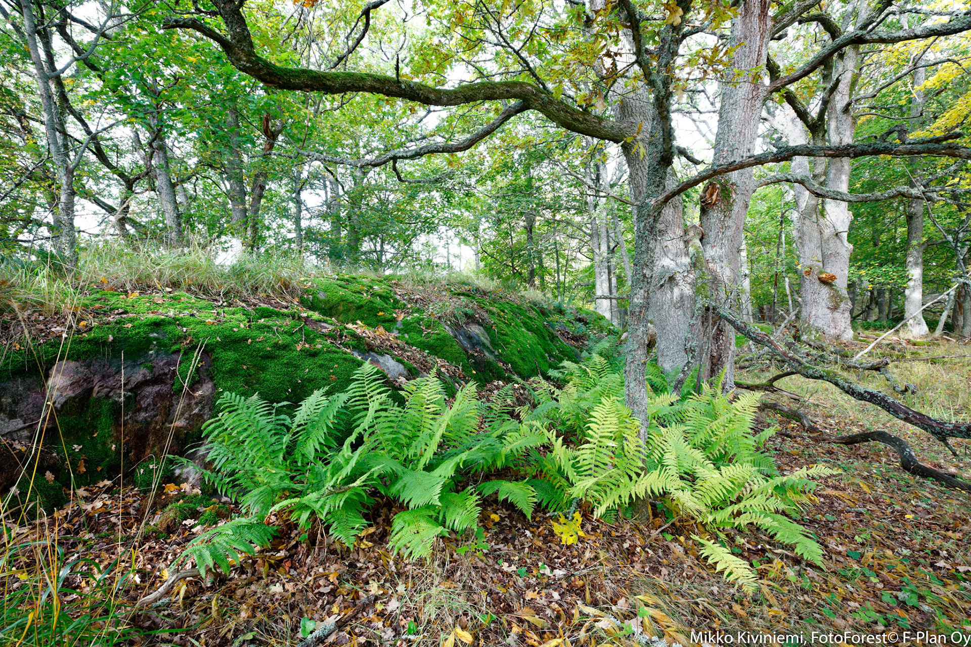 1009 Tammimetsä, Soreahiirenporras