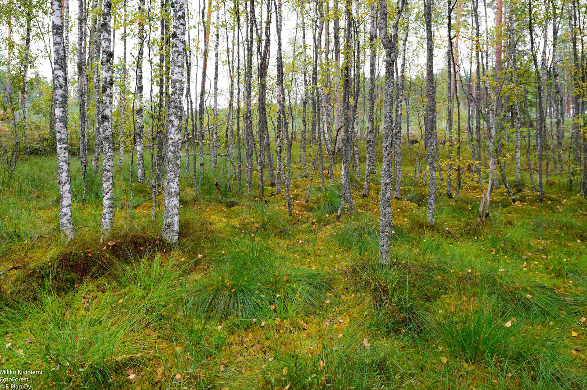 Soistuma, Pieksämäki 1120