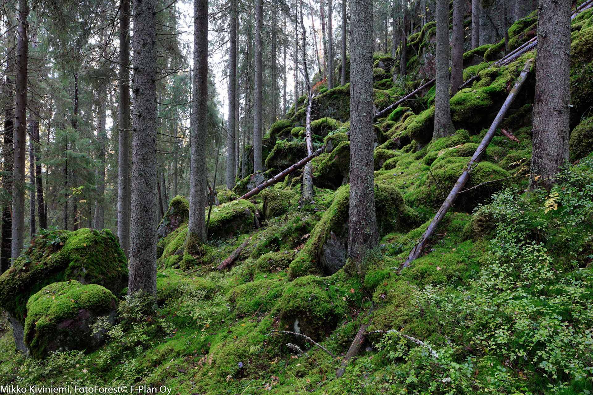 Kuusi, Nuuksion kansallispuisto 569