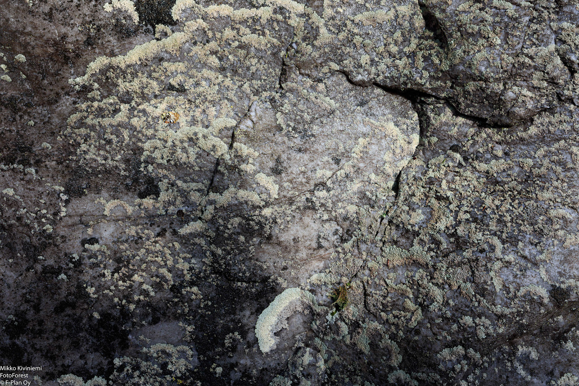 Karttajäkälä, 1235