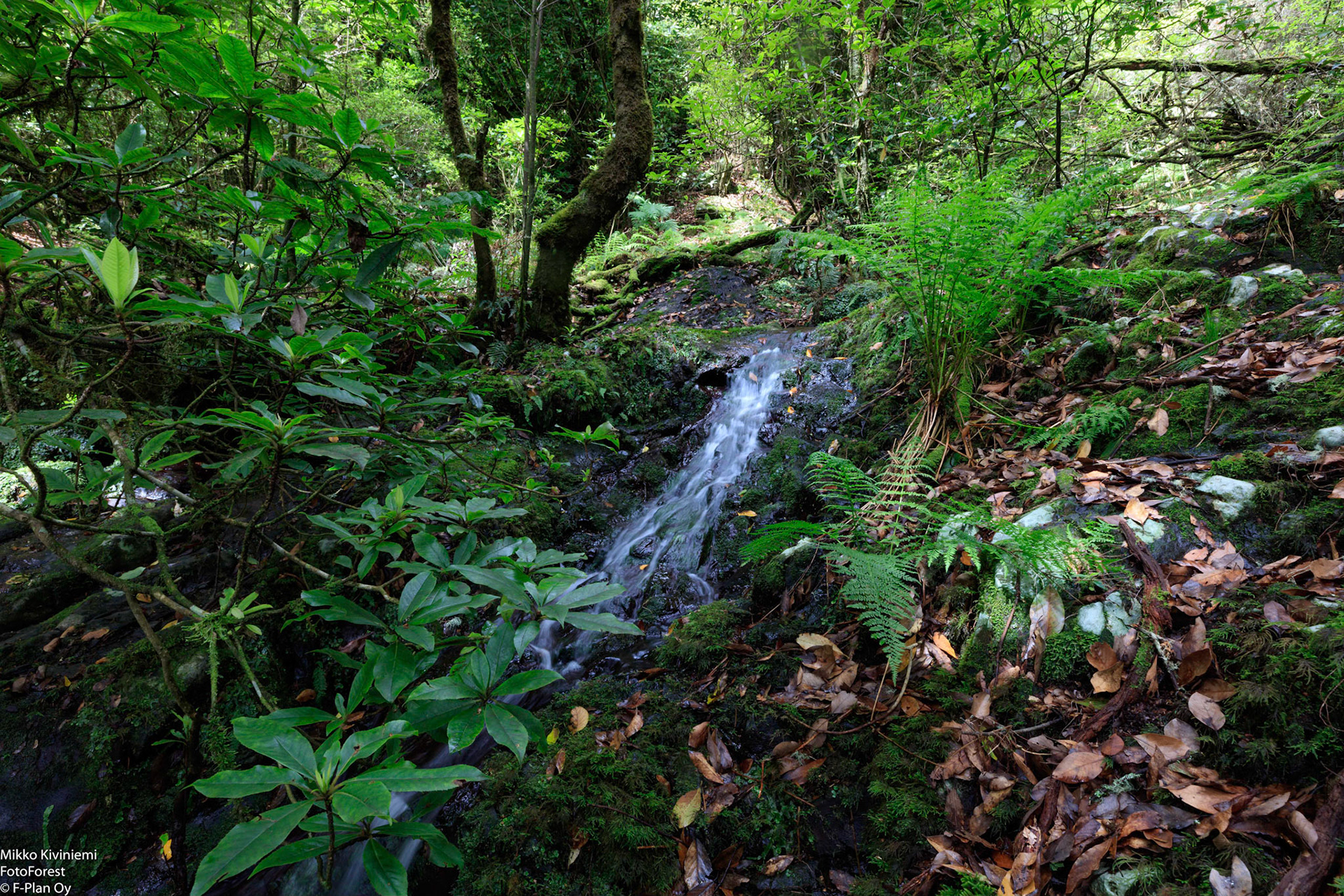 1010 Madeira Levada do Furado, Madeira