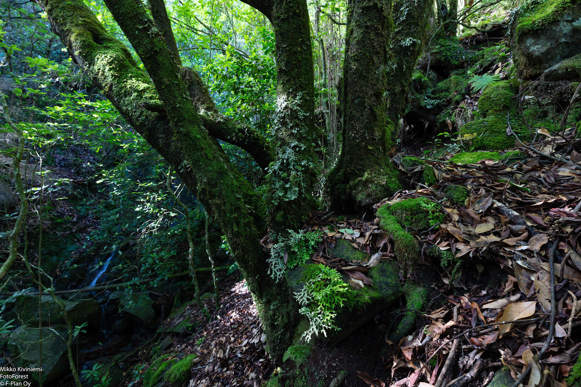 1019 Laakeripuu (Laurisilva), Levada do Furado, Madeira