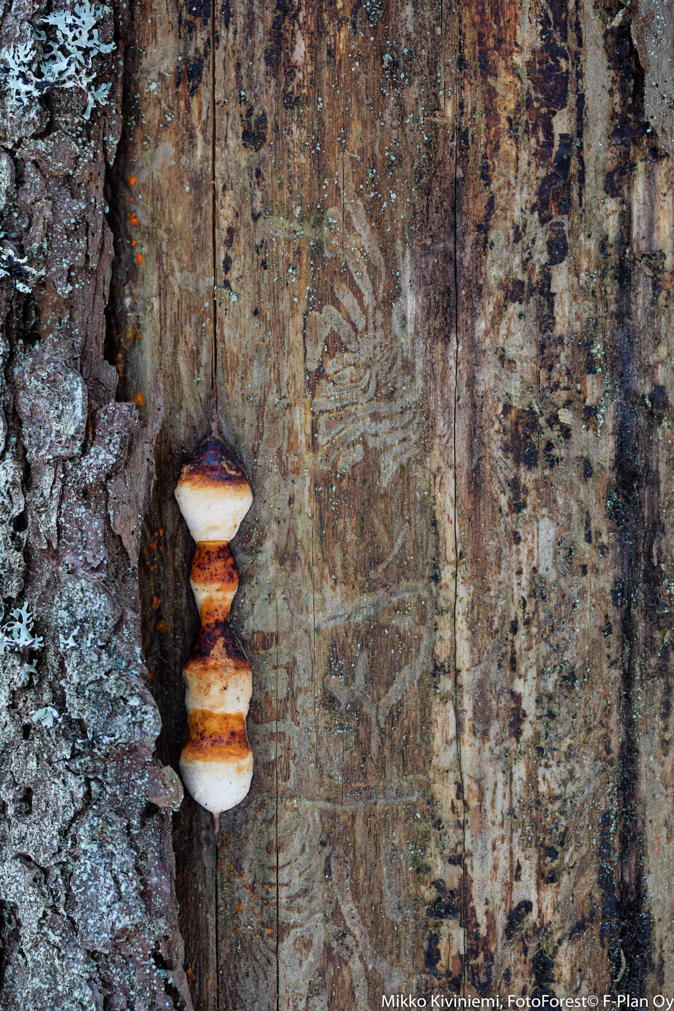 Nuori kantokääpä, Kuusi, Nuuksio 1087