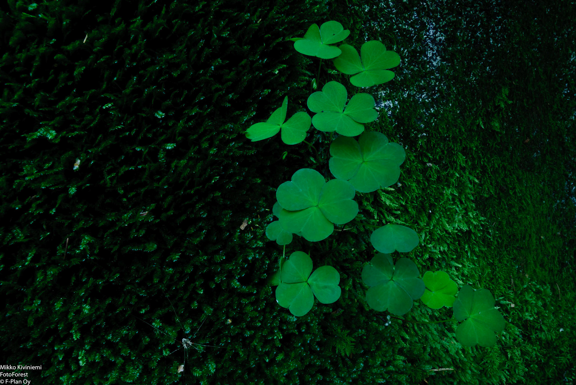 Käenkaali, Pieksämäki 1044