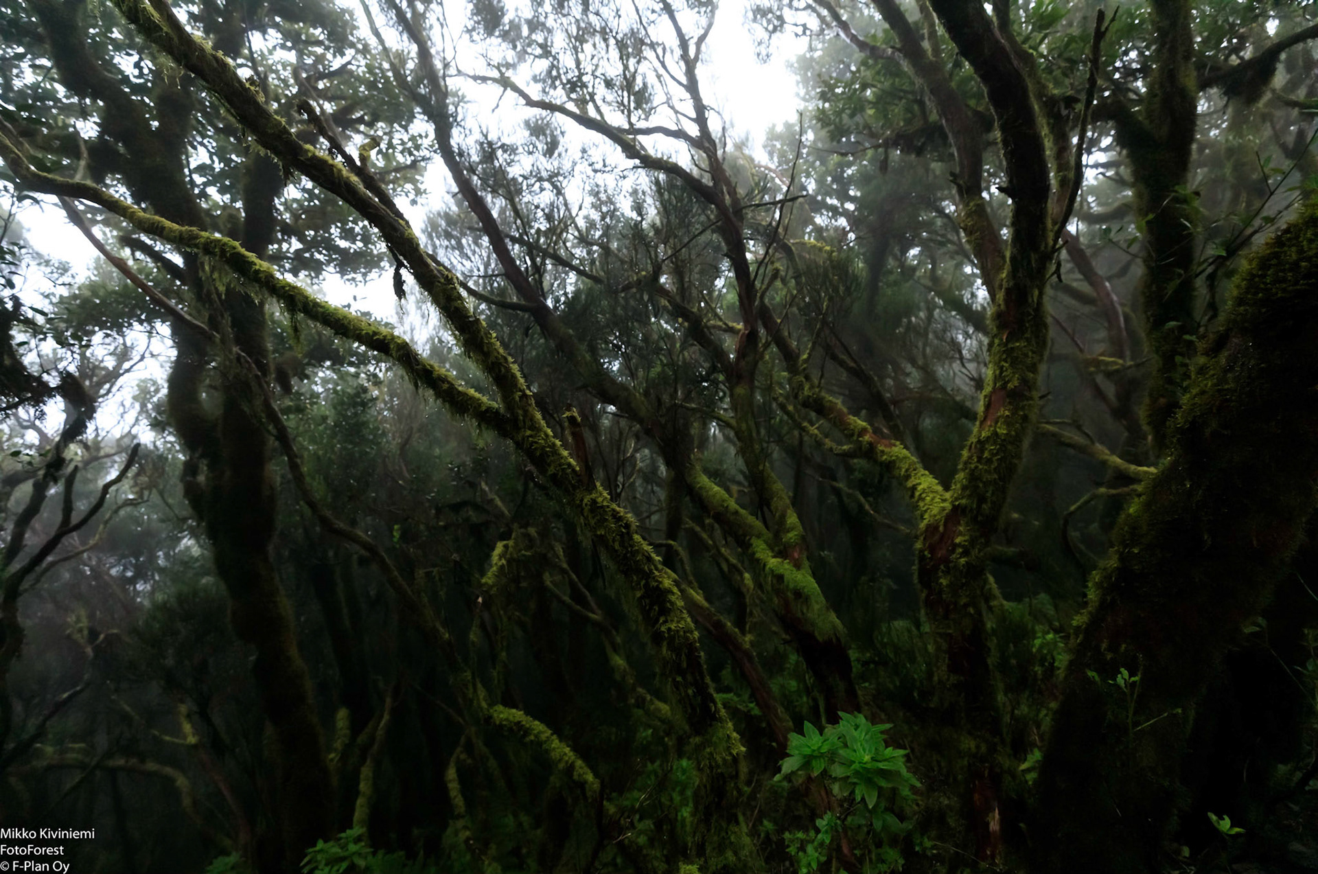 1012 Laakeripuu (Laurisilva), Pico del Ingles, Teneriffa