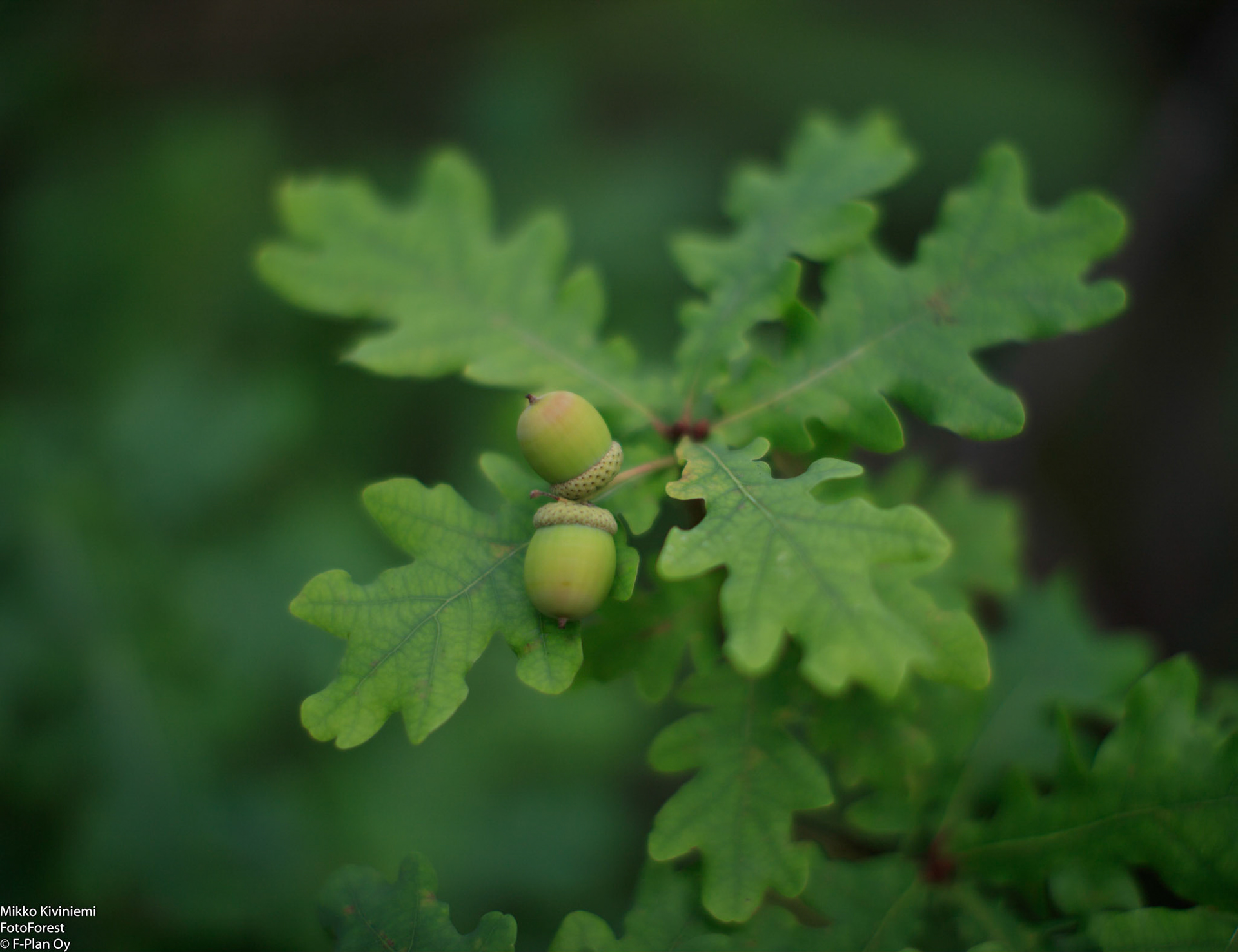 Tammenterhot, Kirkkonummi, 1134