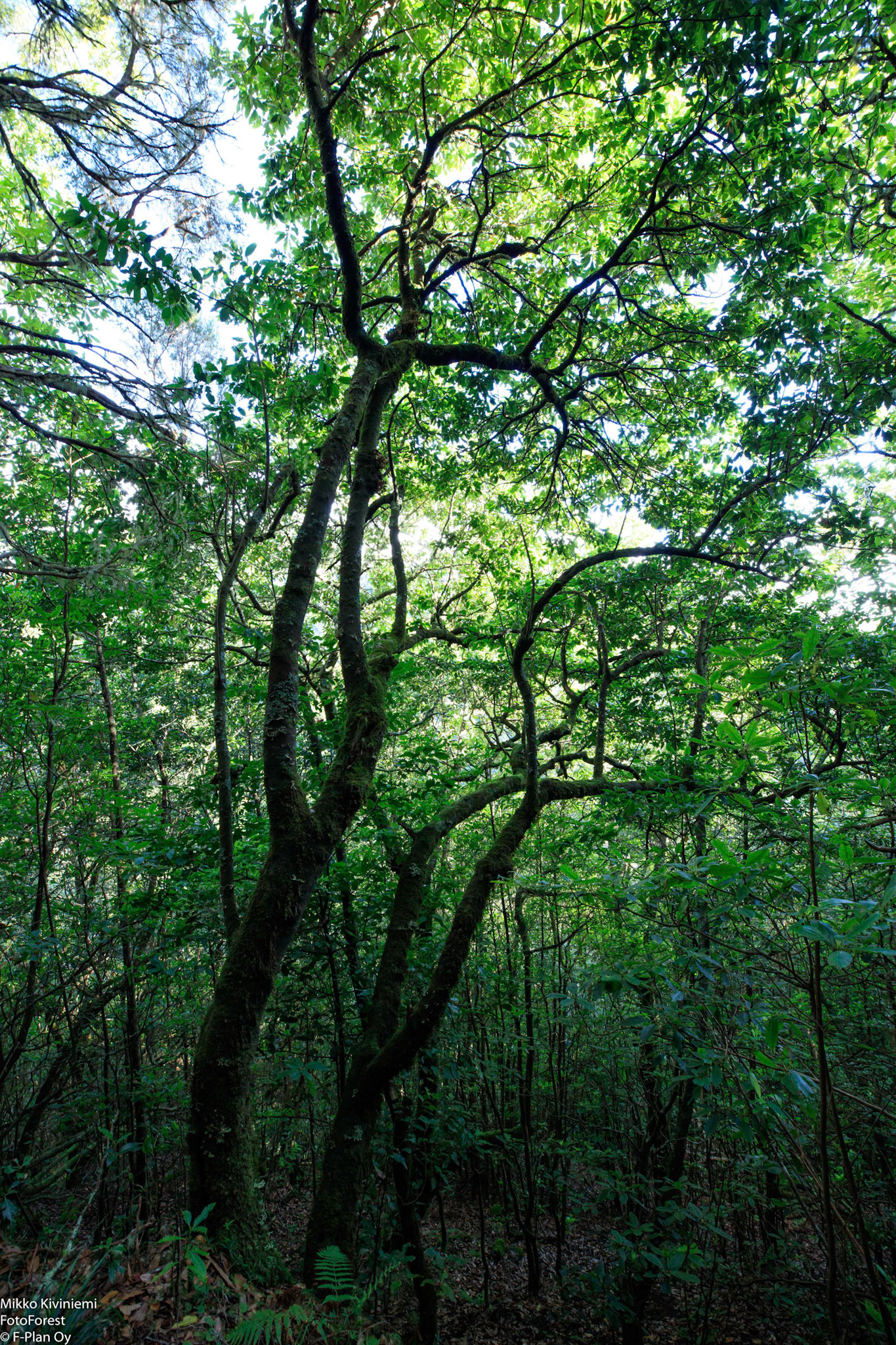 1020 Laakeripuu (Laurisilva), Levada do Furado, Madeira