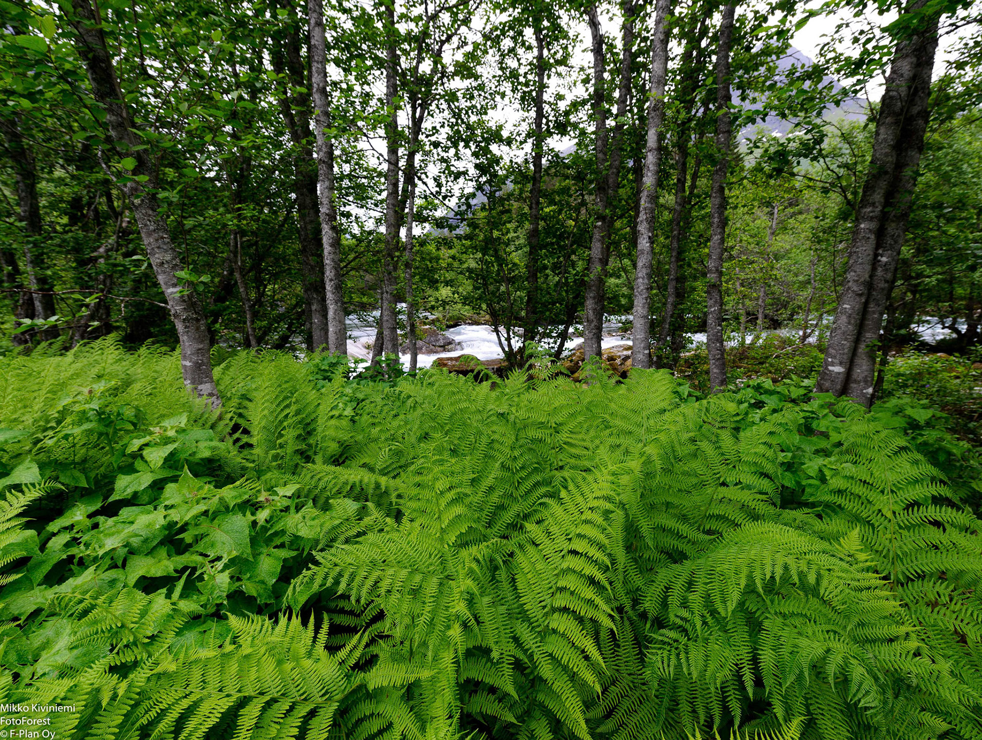 Soreahiirenporras, Norja, 1112