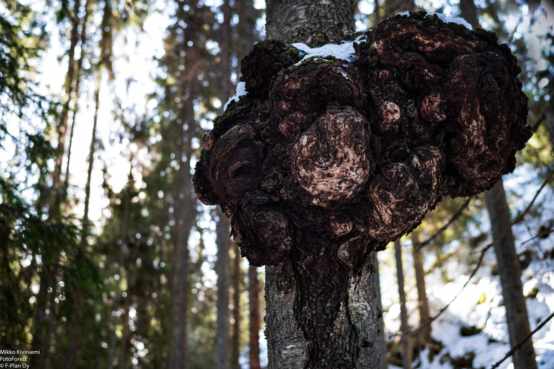 Koivun pahka, Nuuksio 1073