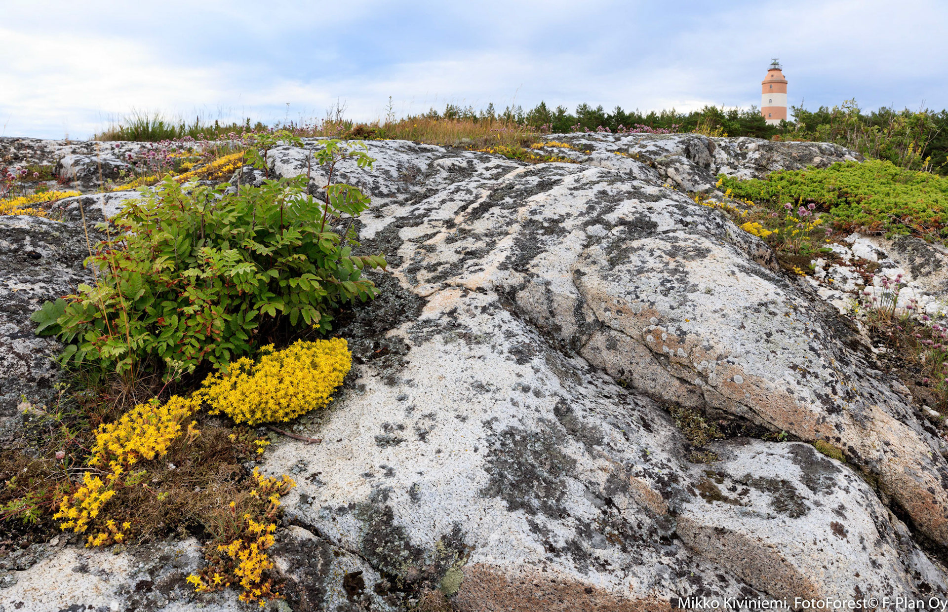 Keltamaksaruoho (Sedum acre), Isokari, 1287