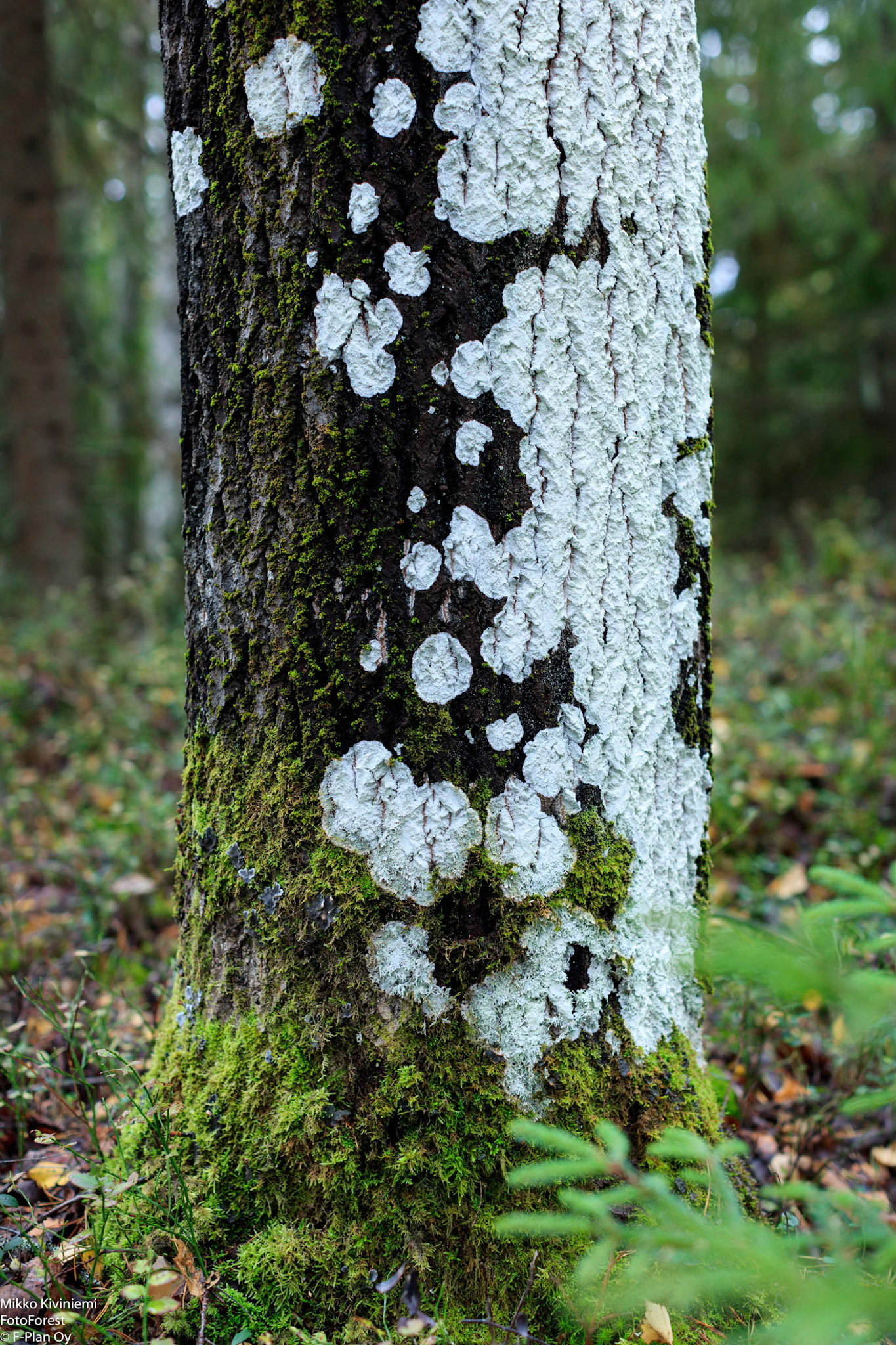 Haavanläiskäjäkälä 
(Phlyctis argena), Pieksämäki, 1128