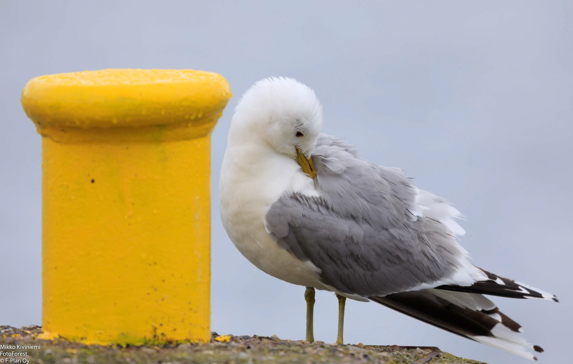 Kalalokki (Larus canus), Isokari, 1190