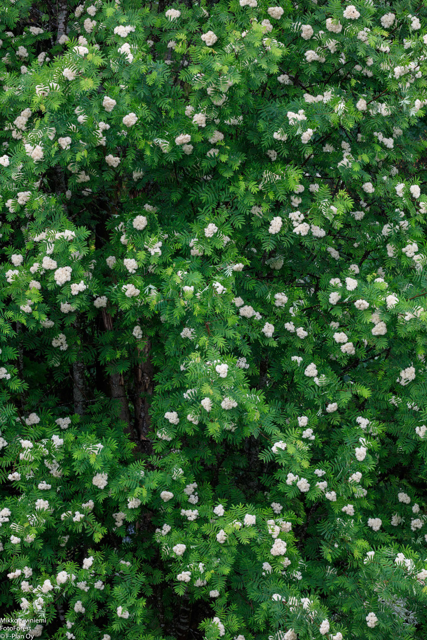 Pihlaja kukkii, Espoo, 1125