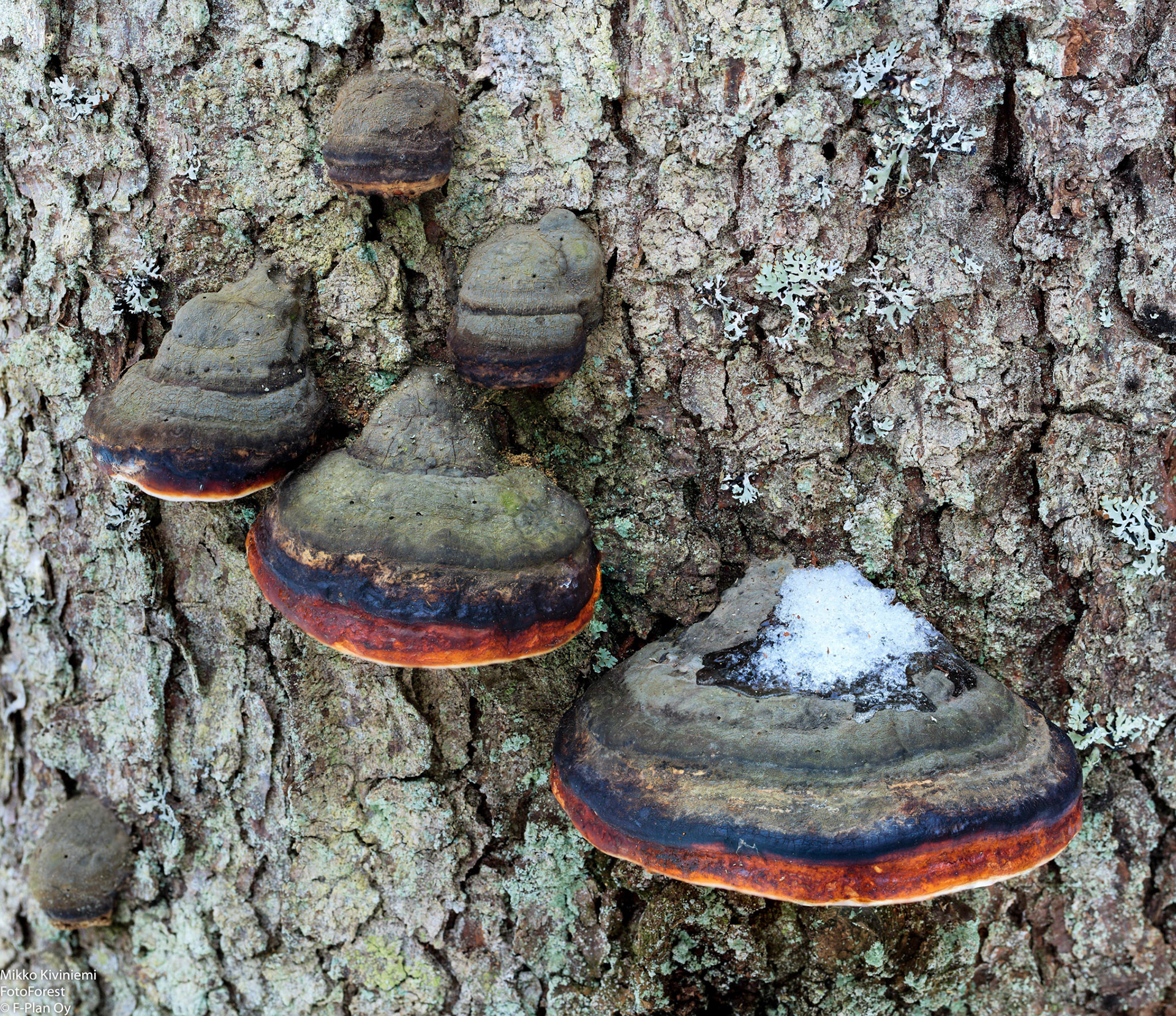 Kantokääpä, Kuusi, Nuuksio 1096