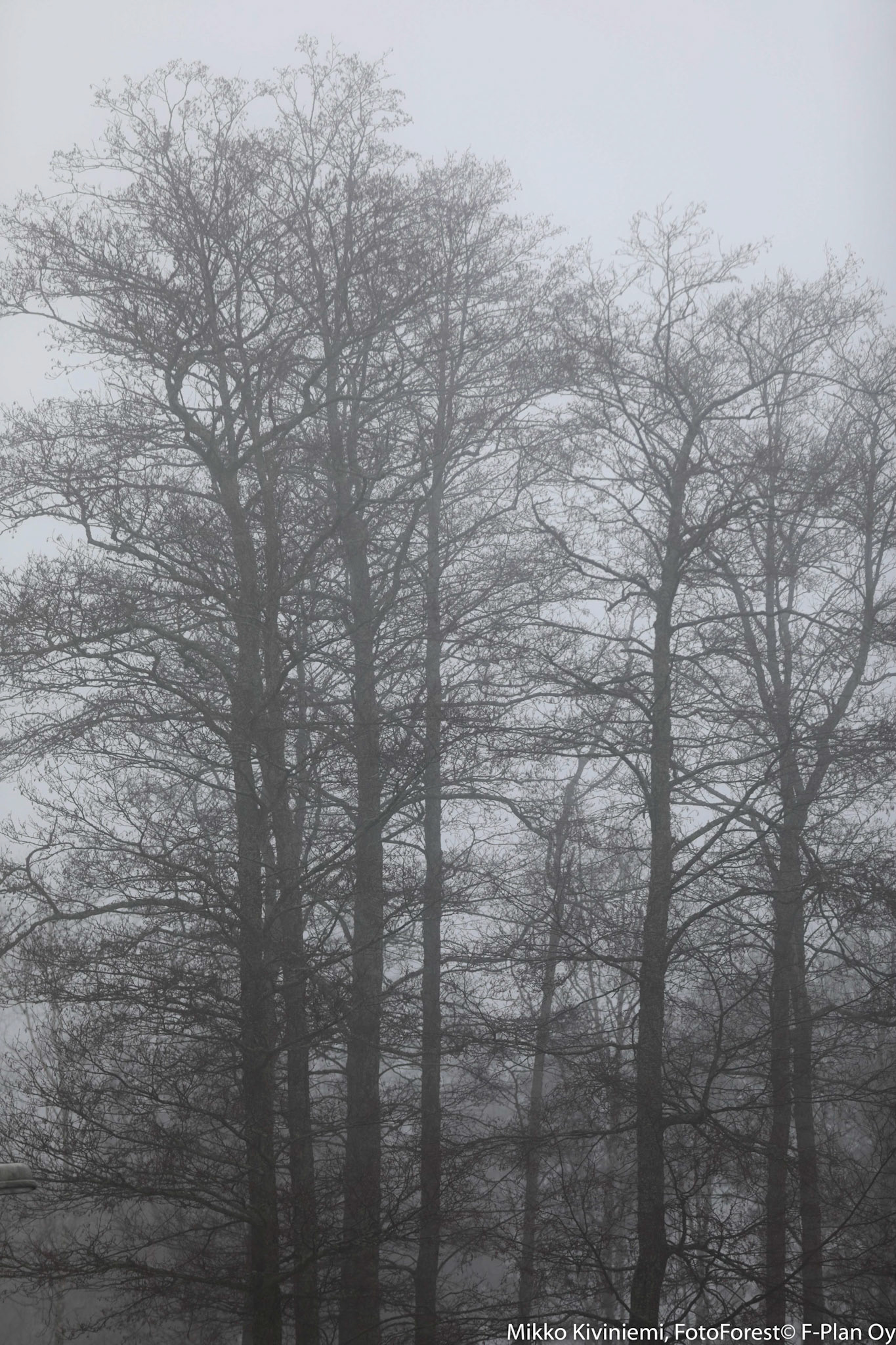 Tervaleppä, Espoo 1058