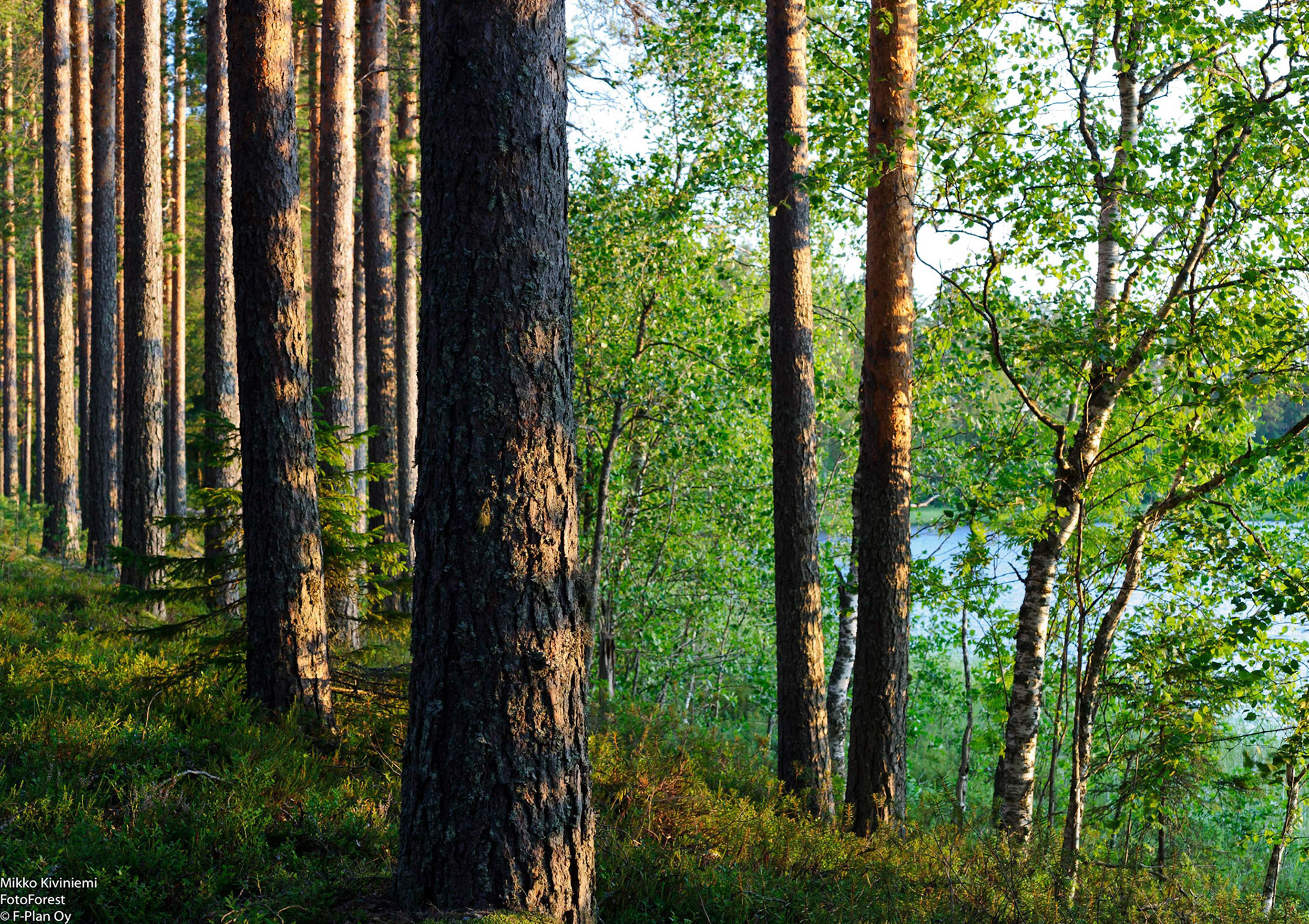 Mustosen rantamännikkö, Pieksämäki, 1114