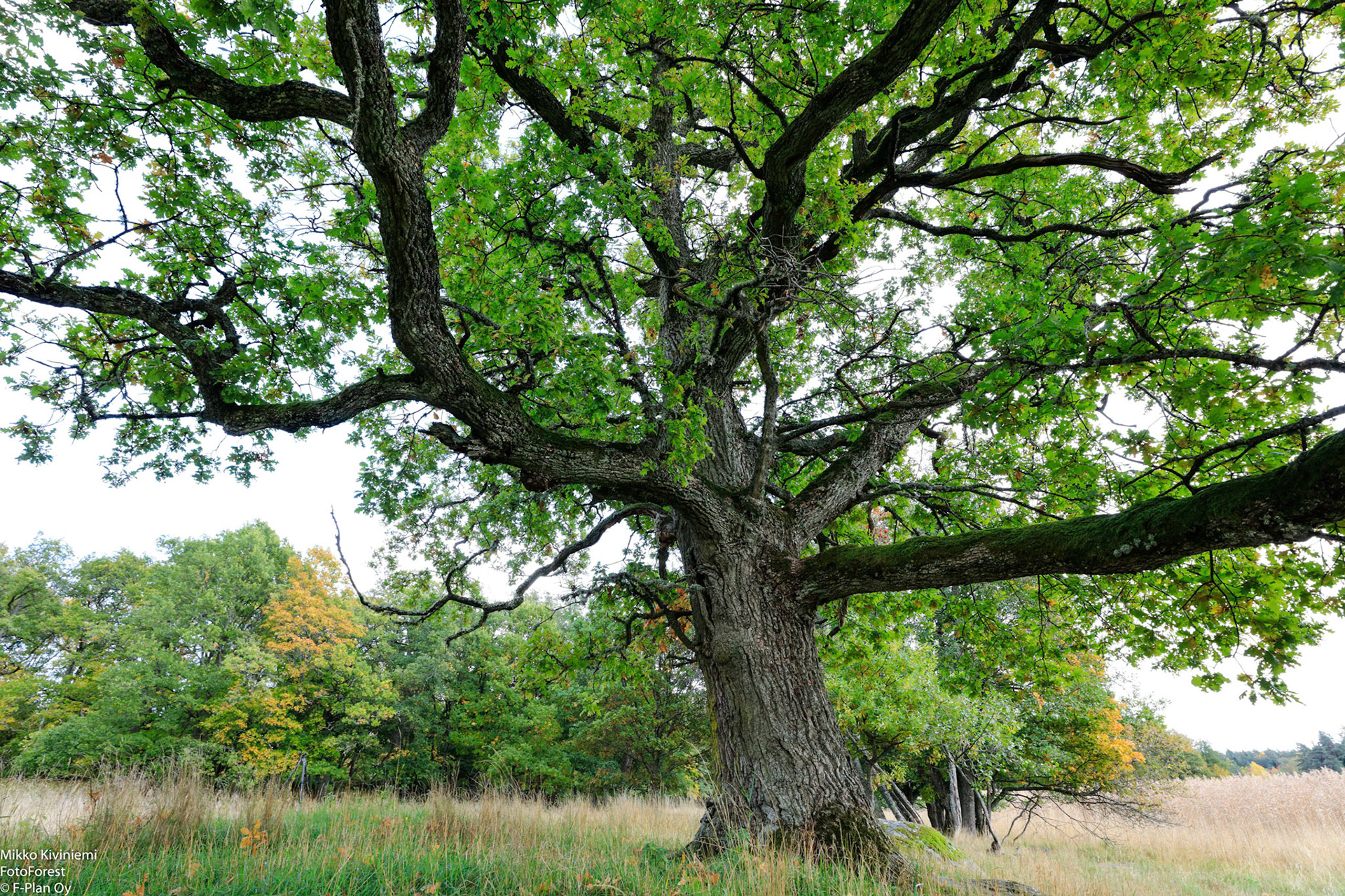 Tammi, Elisaari, 1138