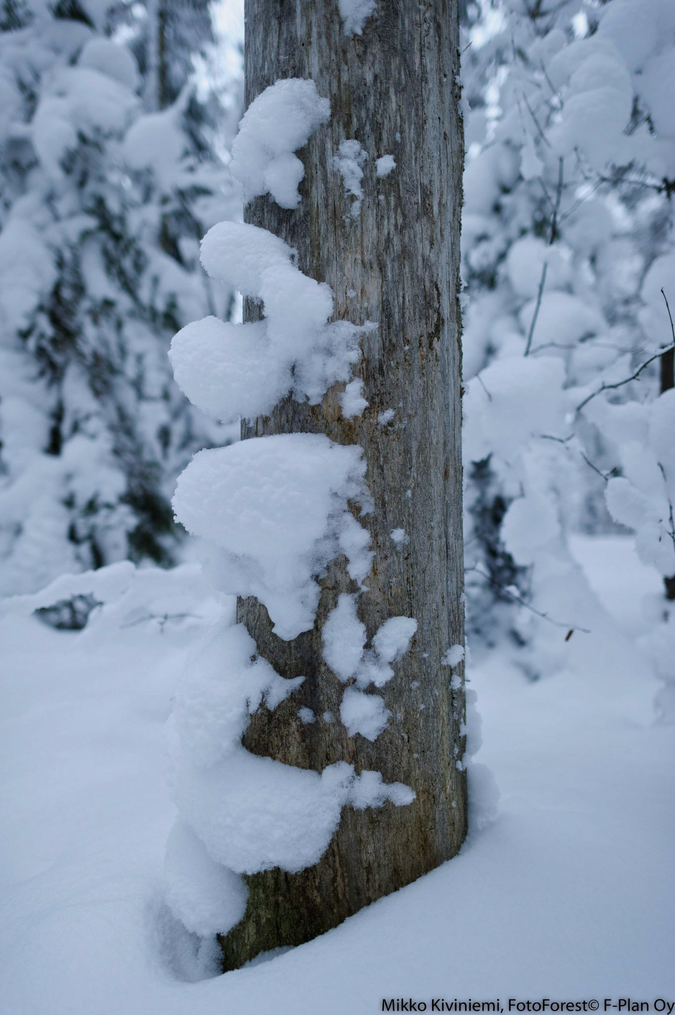 Lumi, Nuuksion kansallispuisto, 1111