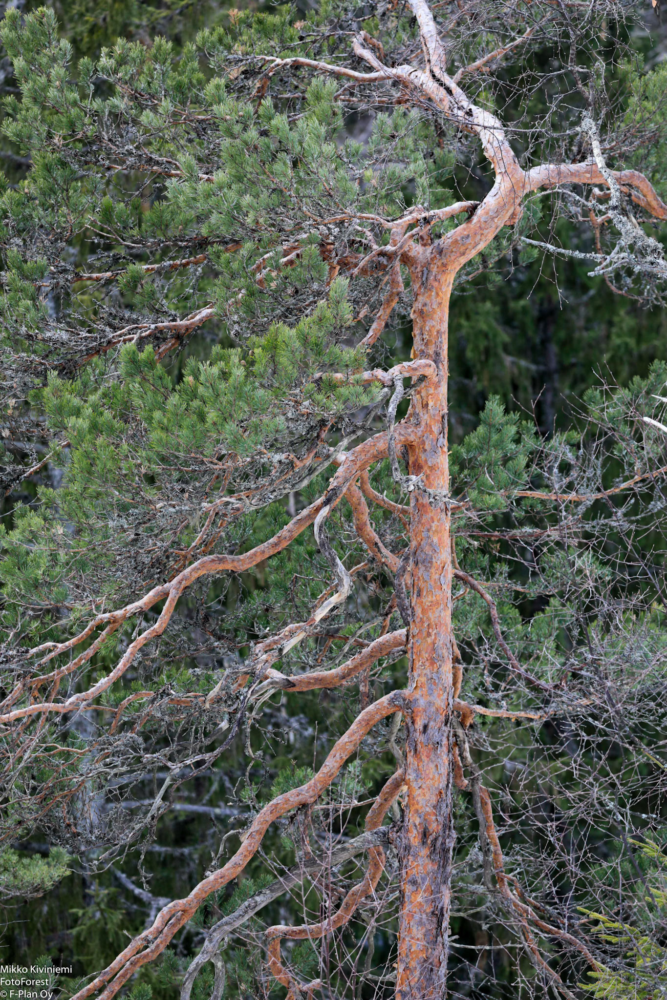 Mänty, Nuuksio 1090
