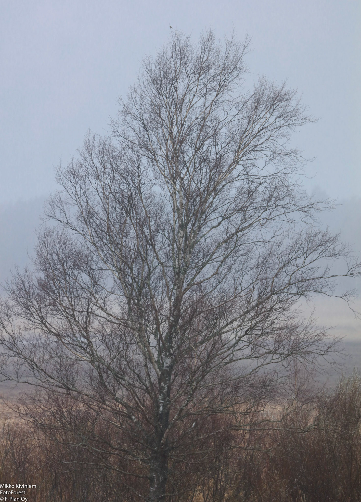 Koivu, Saltfjärden, Kirkkonummi 1054