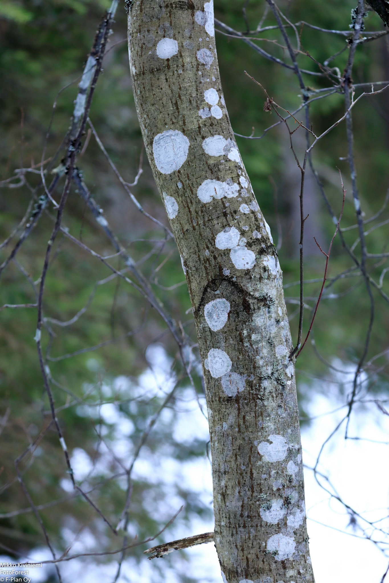 Harmaaleppä, Nuuksio 1084