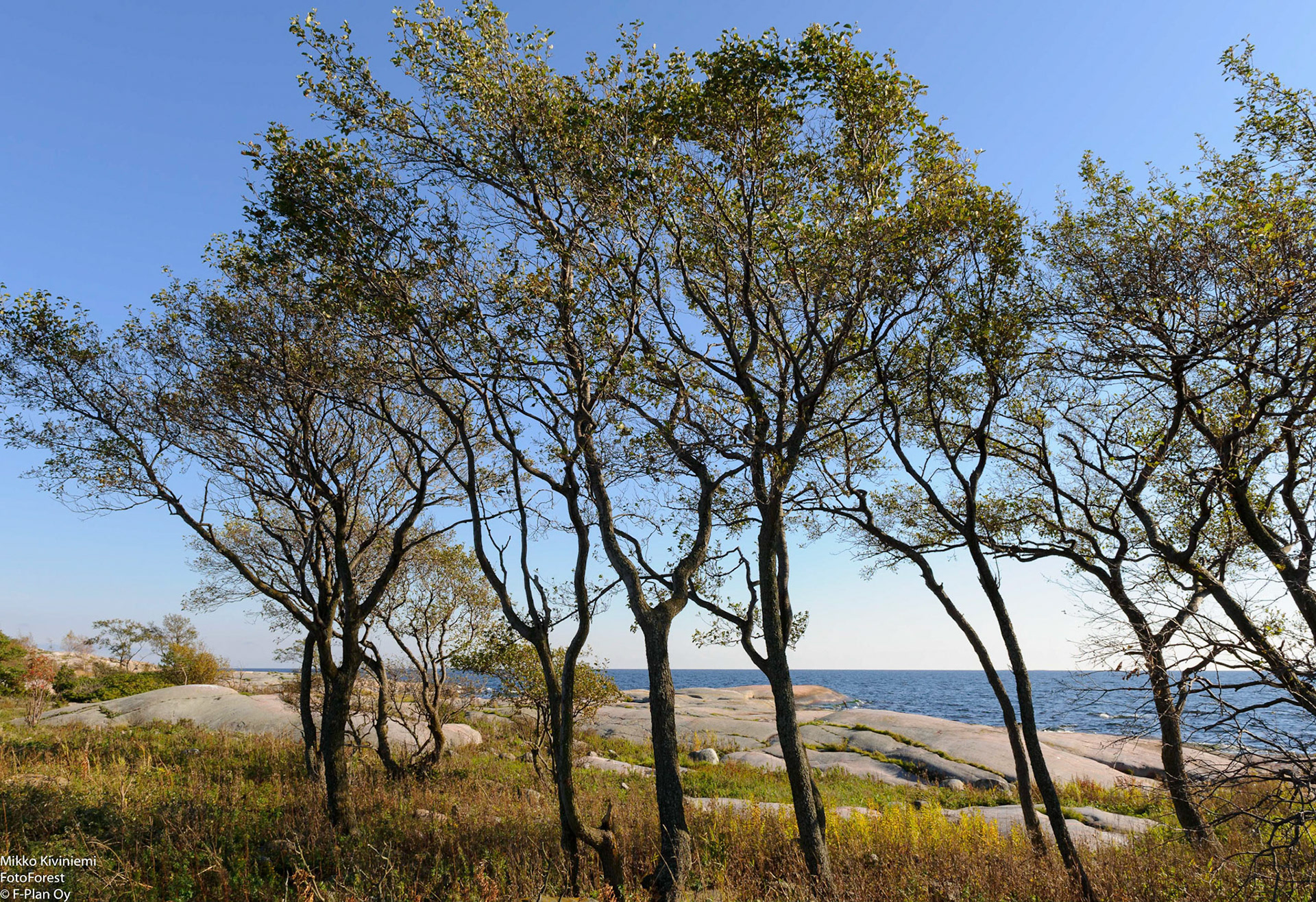 Tervaleppä, Örskär, Suomenlahti, 1110