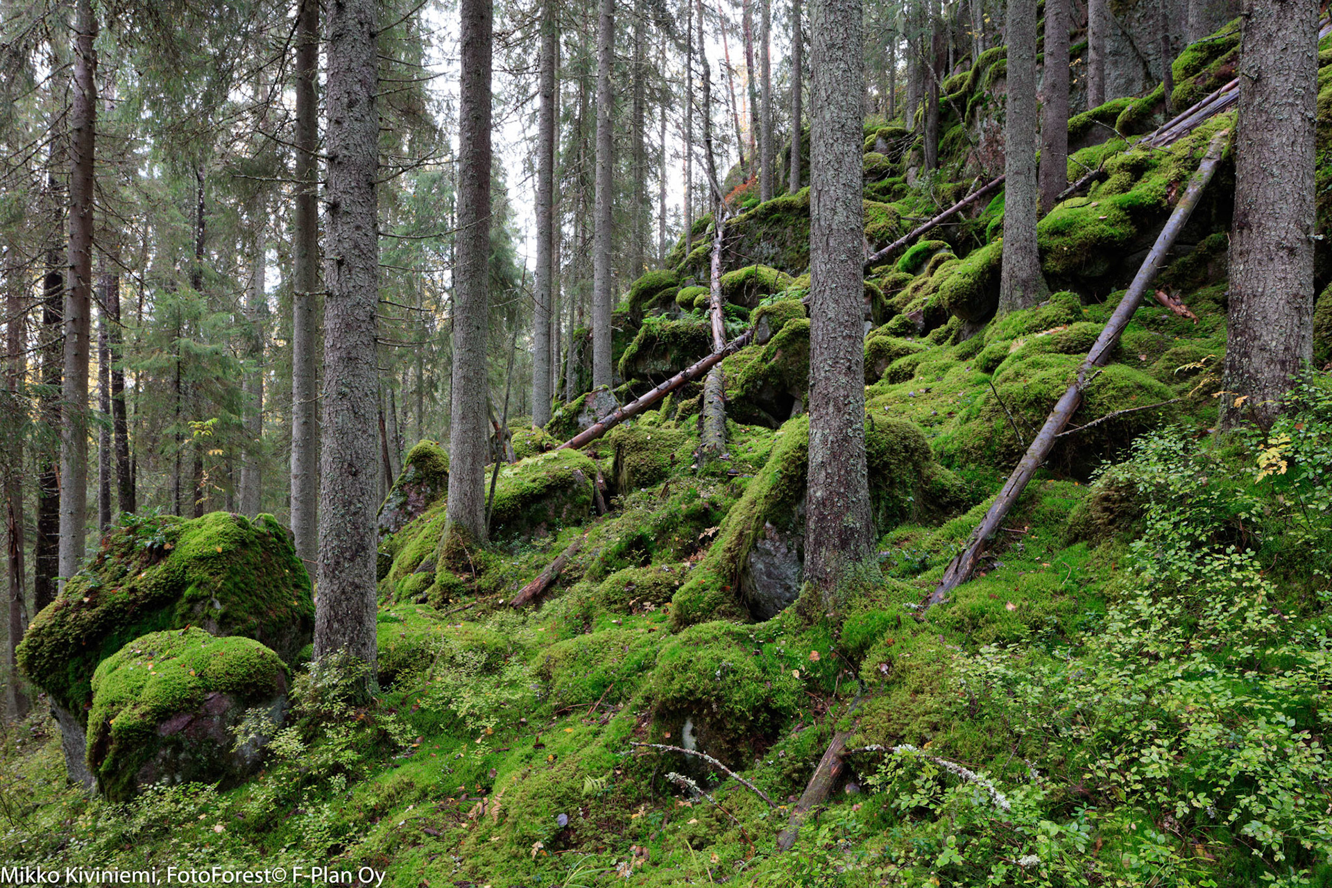 Kuusi, Nuuksion kansallispuisto 1097