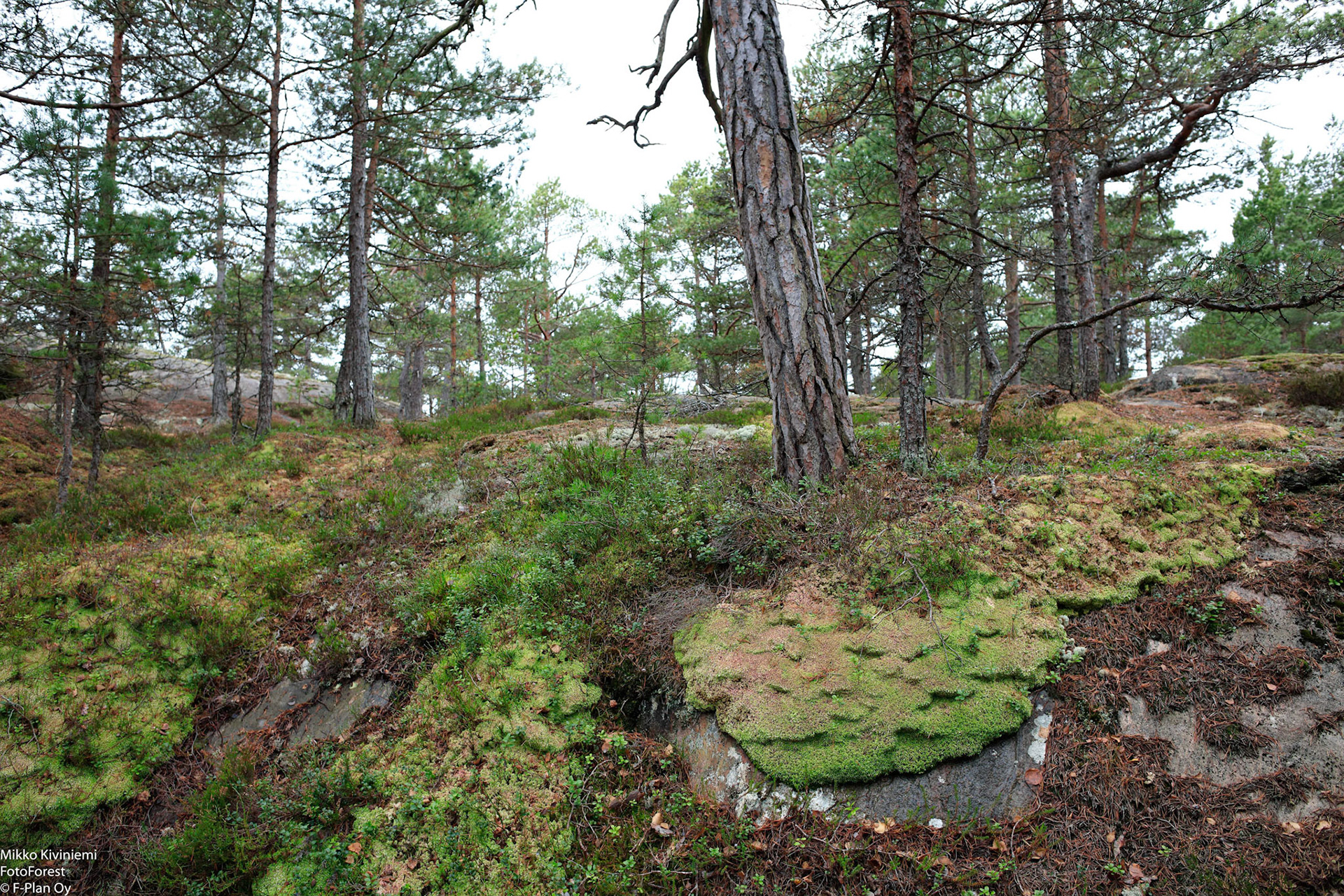 Rahkasammal, Porkkala, Kirkkonummi 558