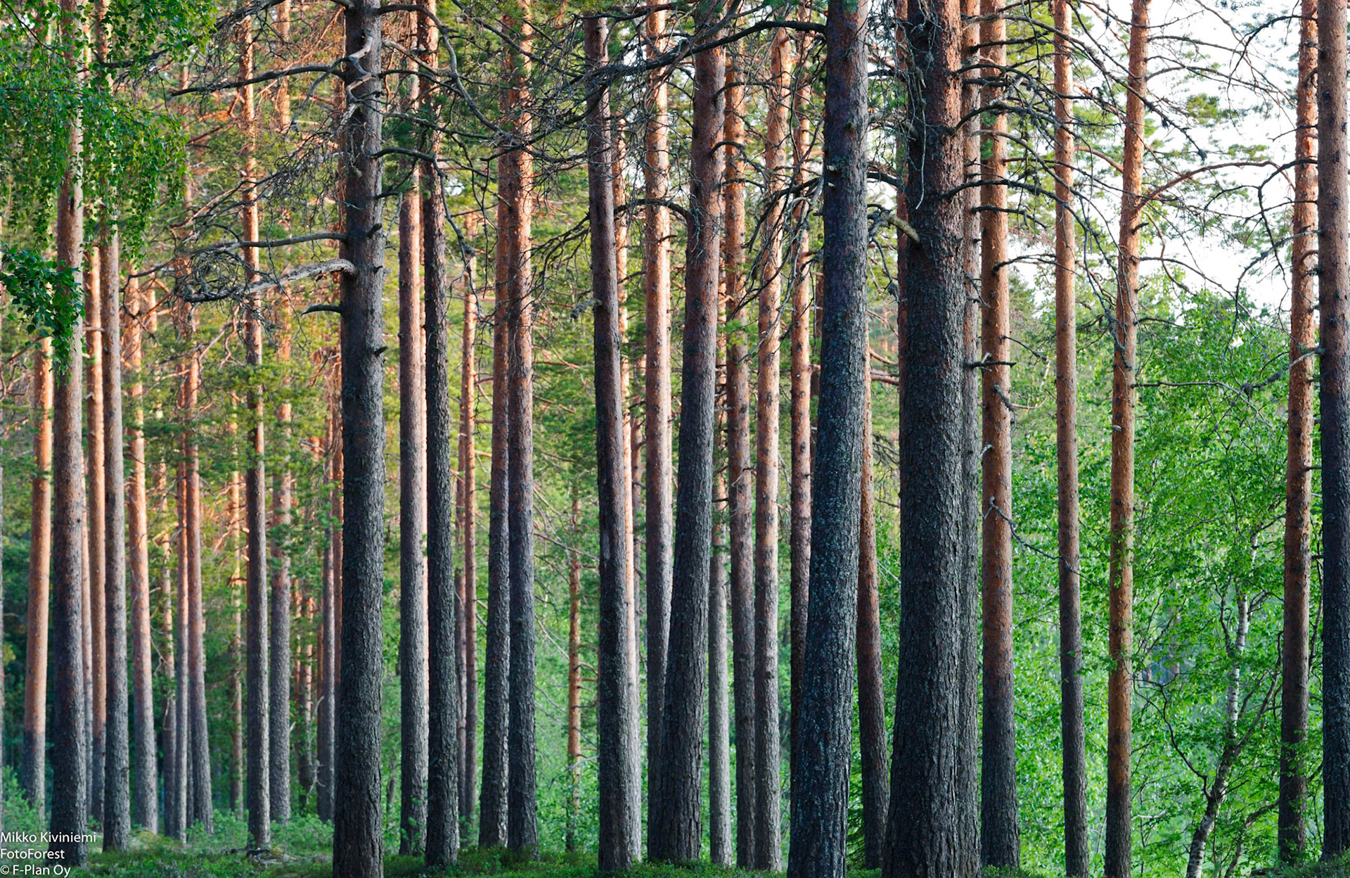 Männikkö, Pieksämäki 1068