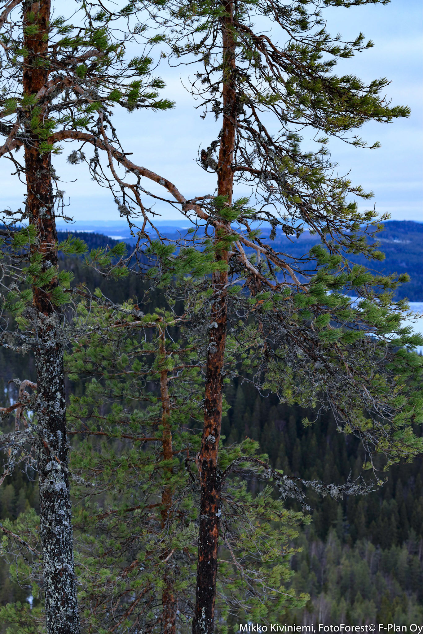 Mäkrän männyt, 1231