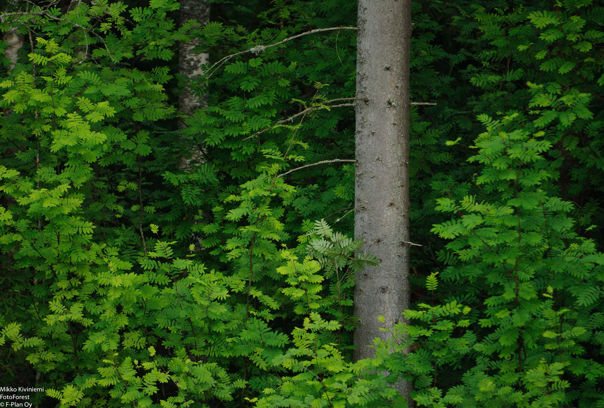 Kuusi ja Pihlaja, Espoo 1063