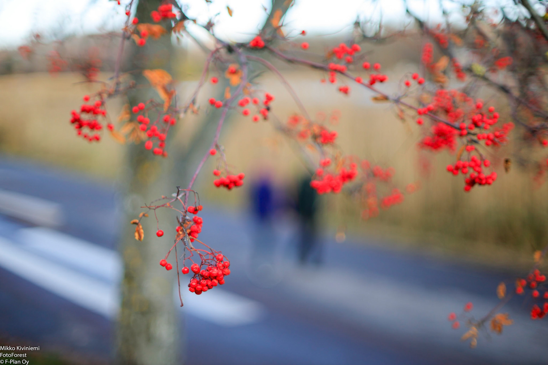 Pihlaja, Helsinki 1049