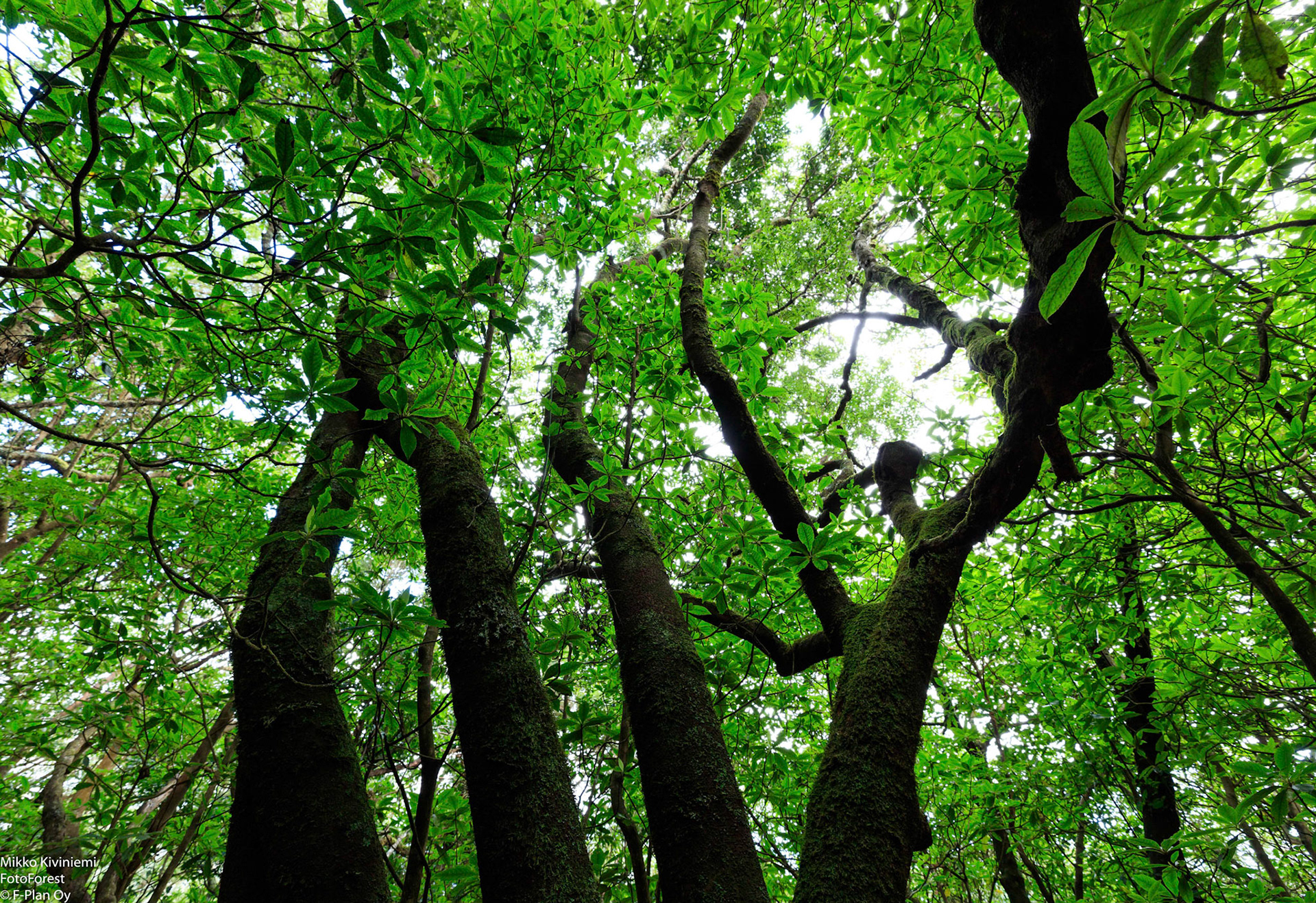1016 Laakeripuu (Laurisilva), Levada do Furado, Madeira