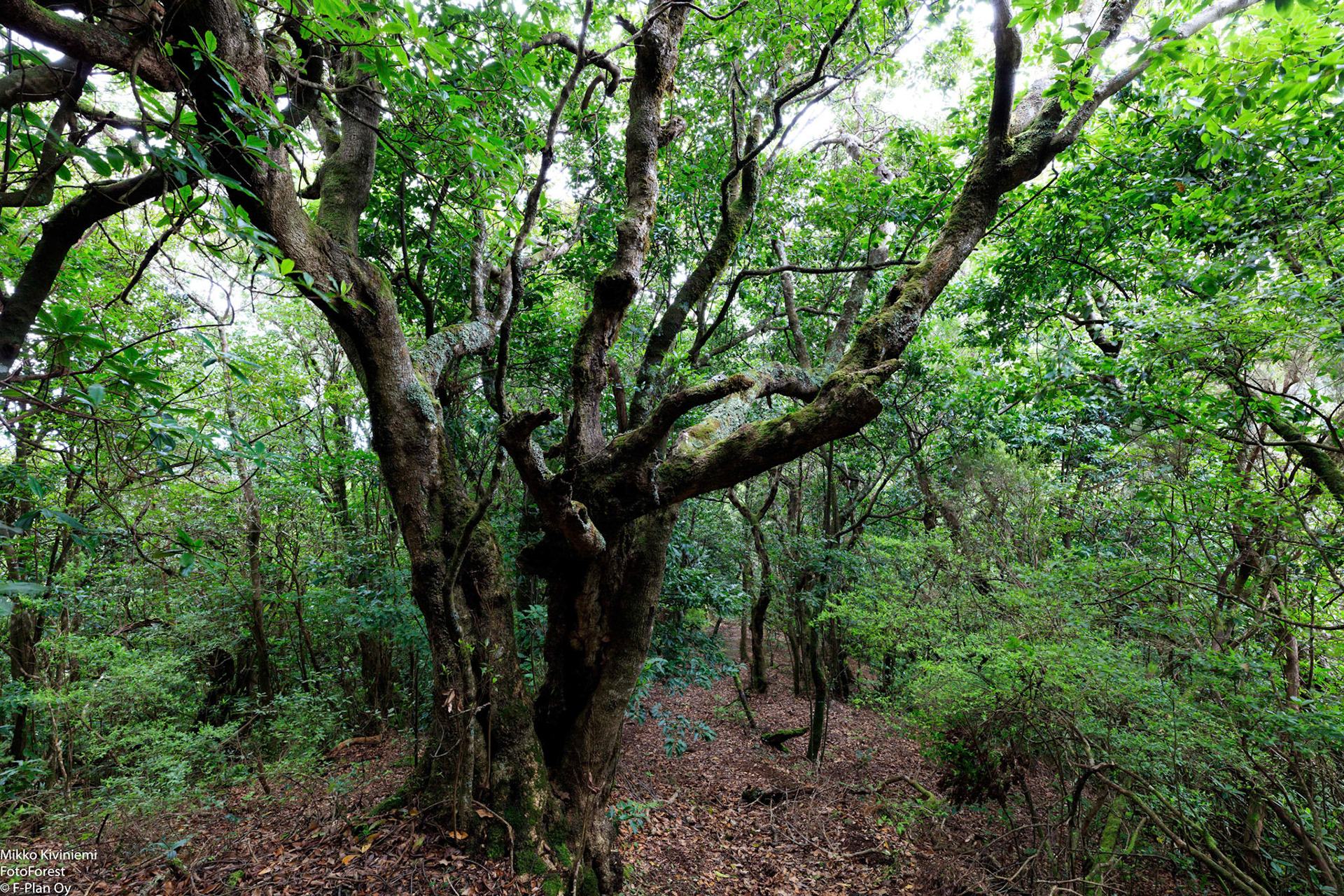 1014 Laakeripuu (Laurisilva), Levada do Furado, Madeira