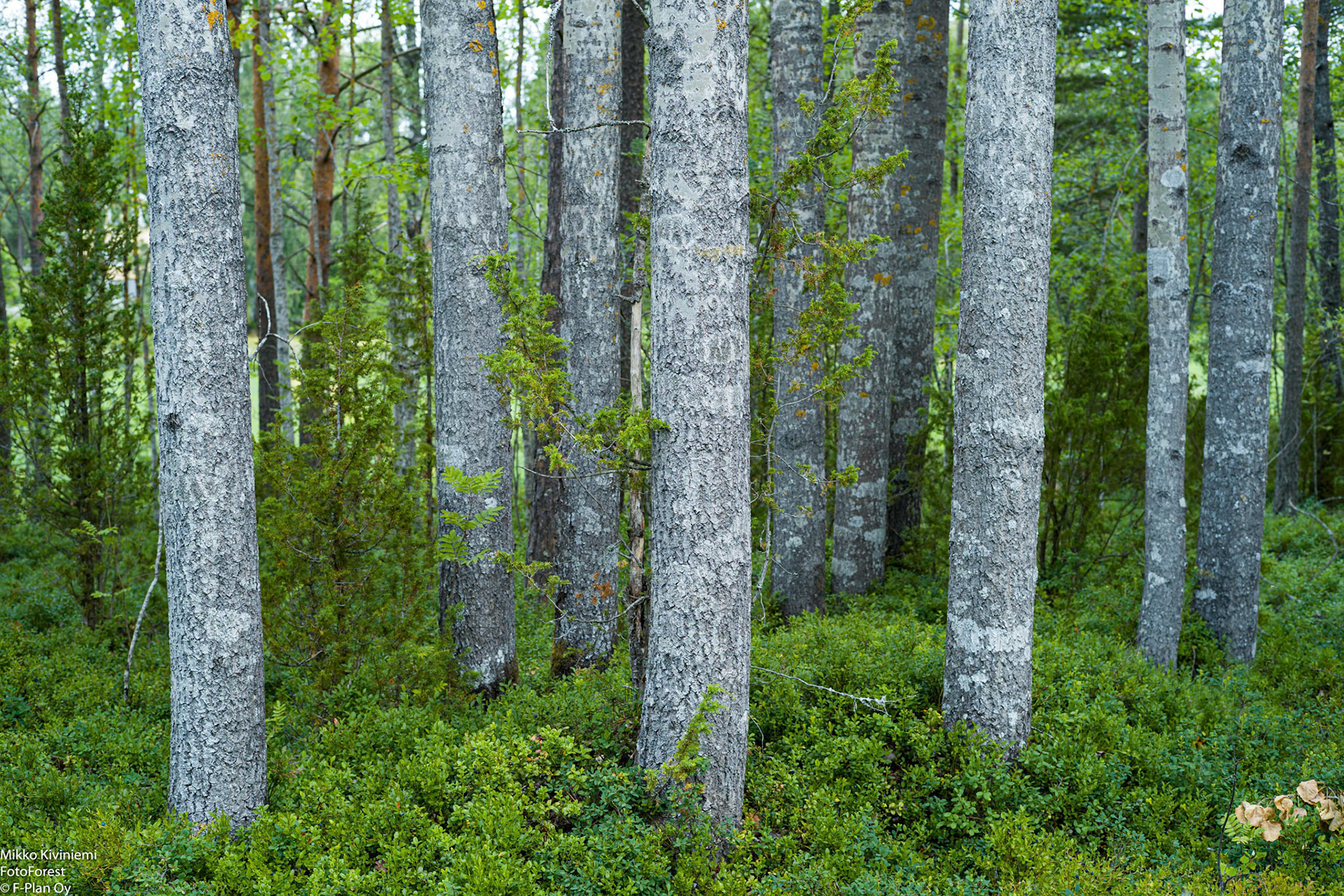Haapa, Uusikaupunki 1048