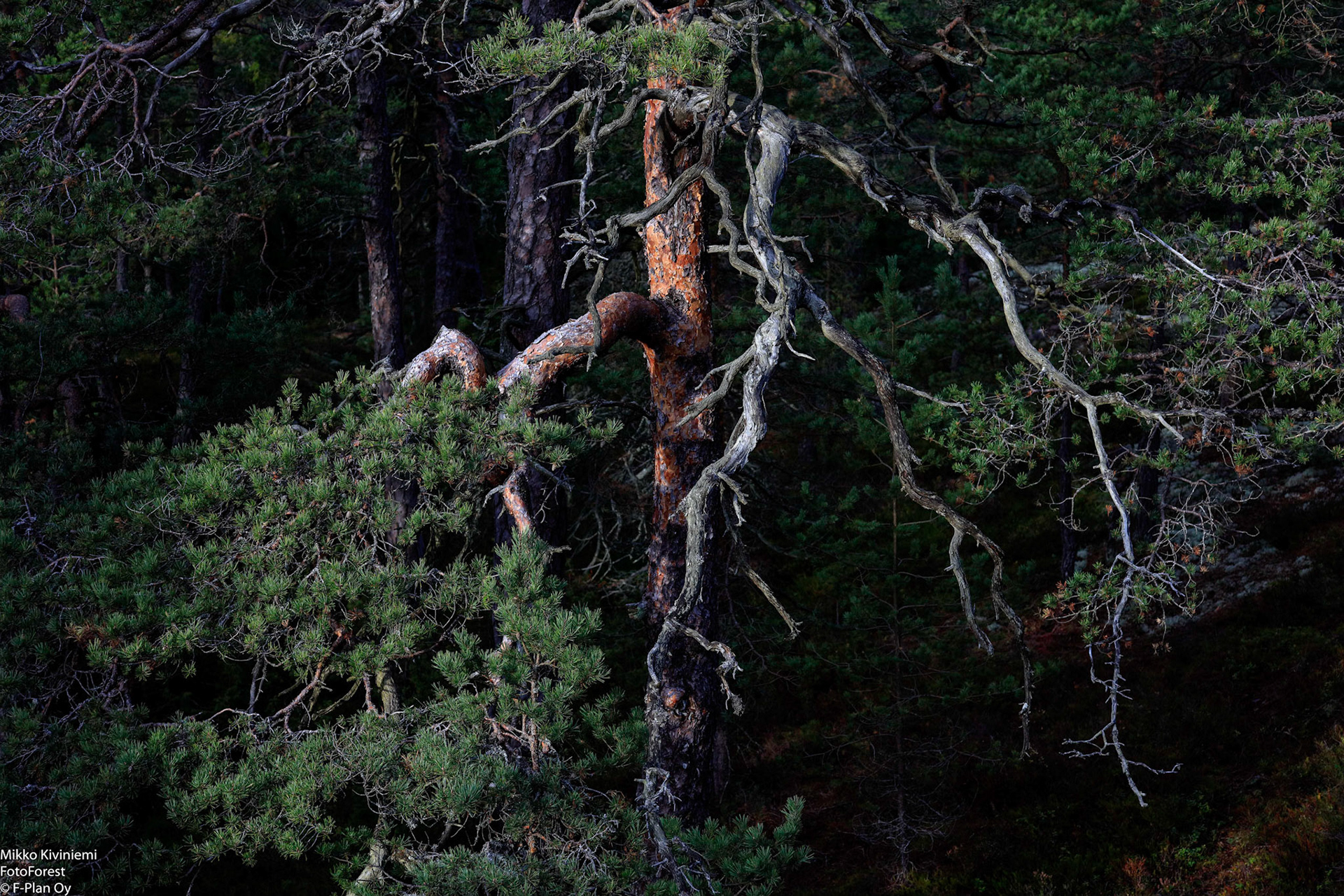 Mänty, Porkkala, Kirkkonummi 442