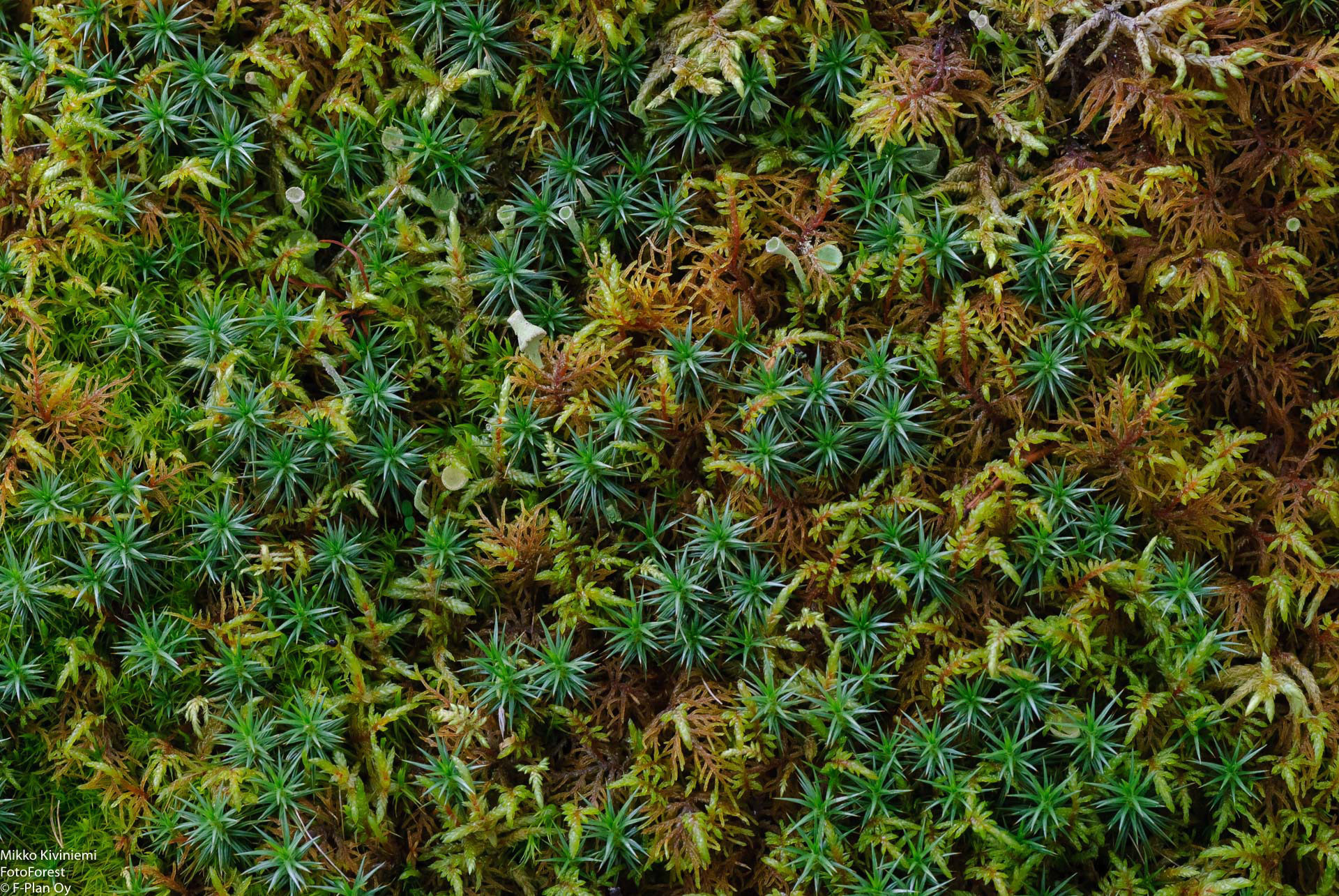 Sammalet, Pieksämäki, 798