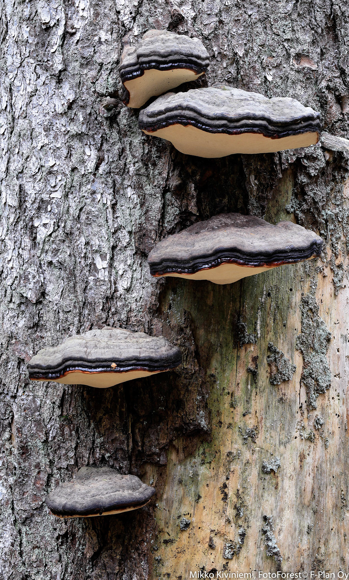 1028 Kantokääpä, Kuusi