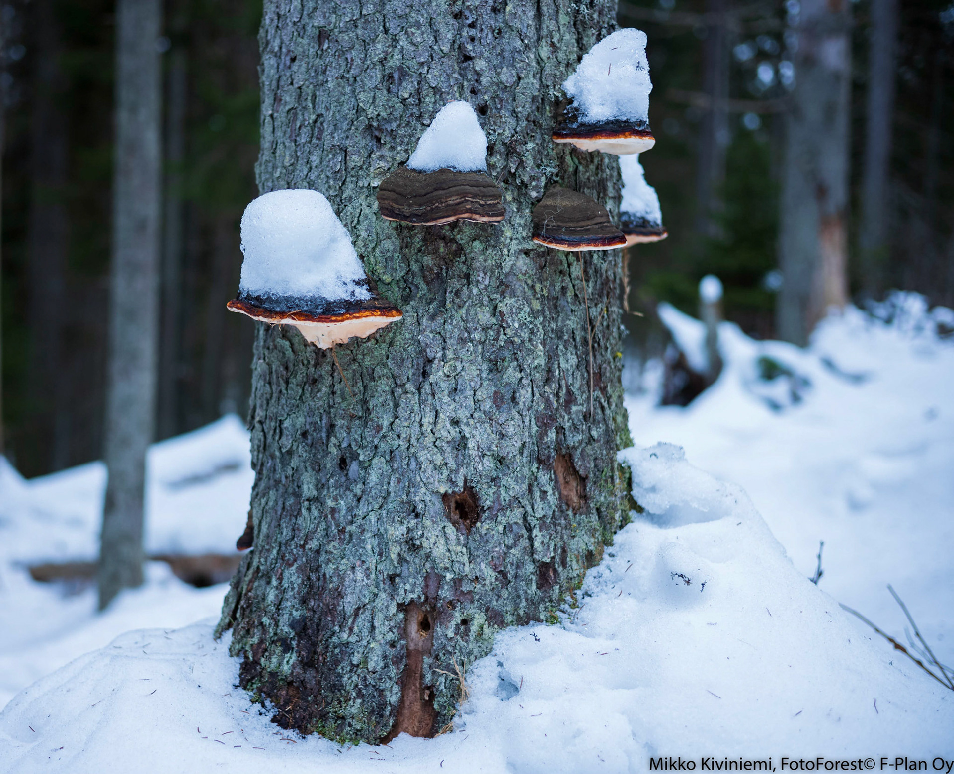 Kantokääpä, Kuusi, Nuuksio 1074