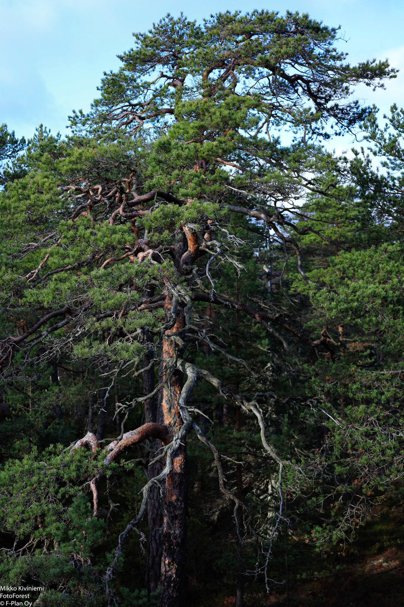 Mänty, Porkkala, Kirkkonummi 444