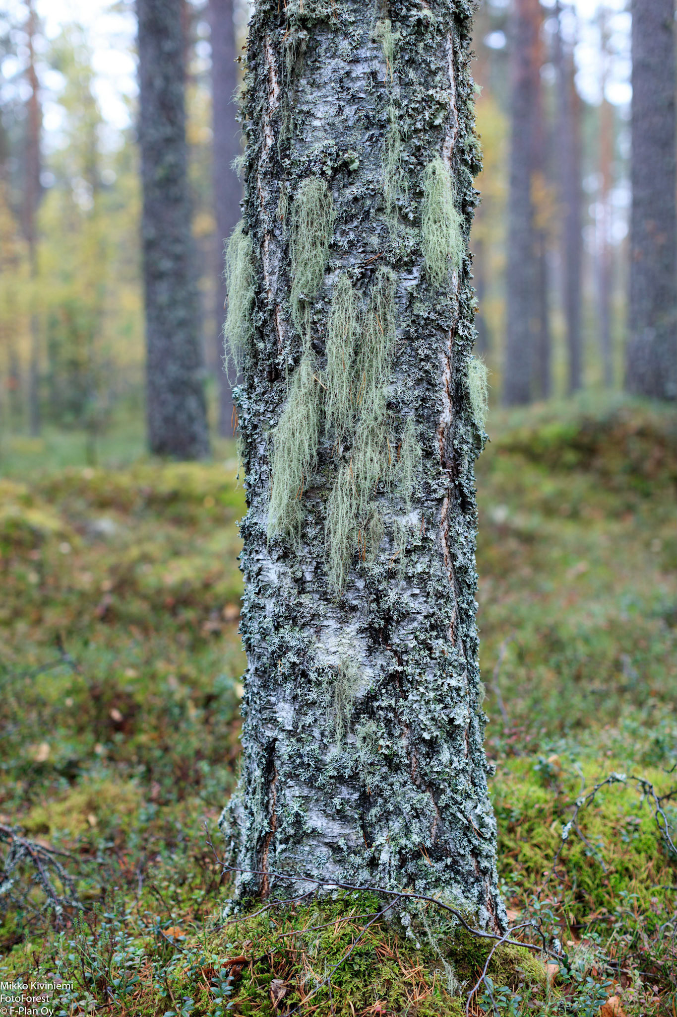 Naava, Pieksämäki, 1126