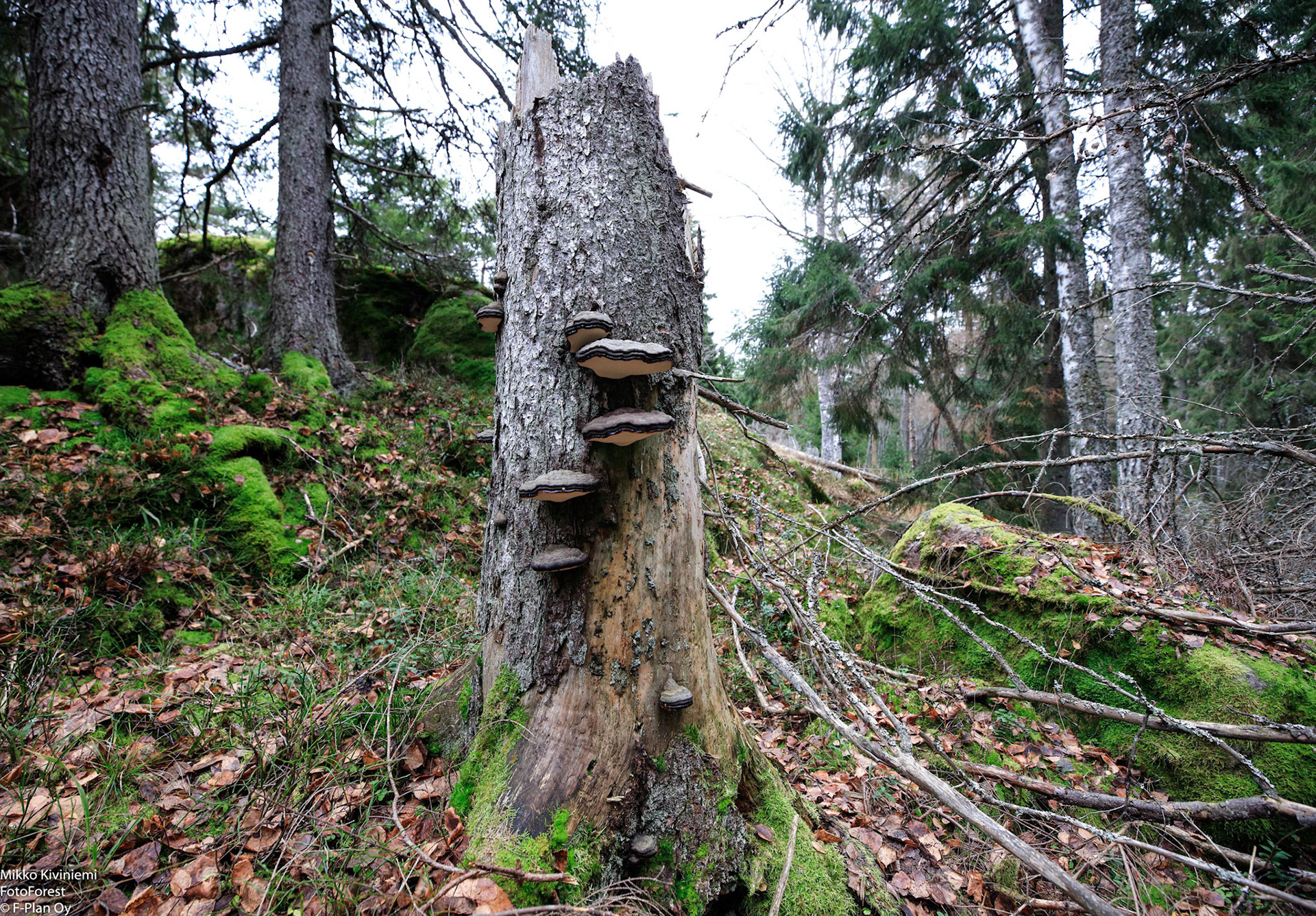 Kantokääpä, Porkkala, Kirkkonummi 1039