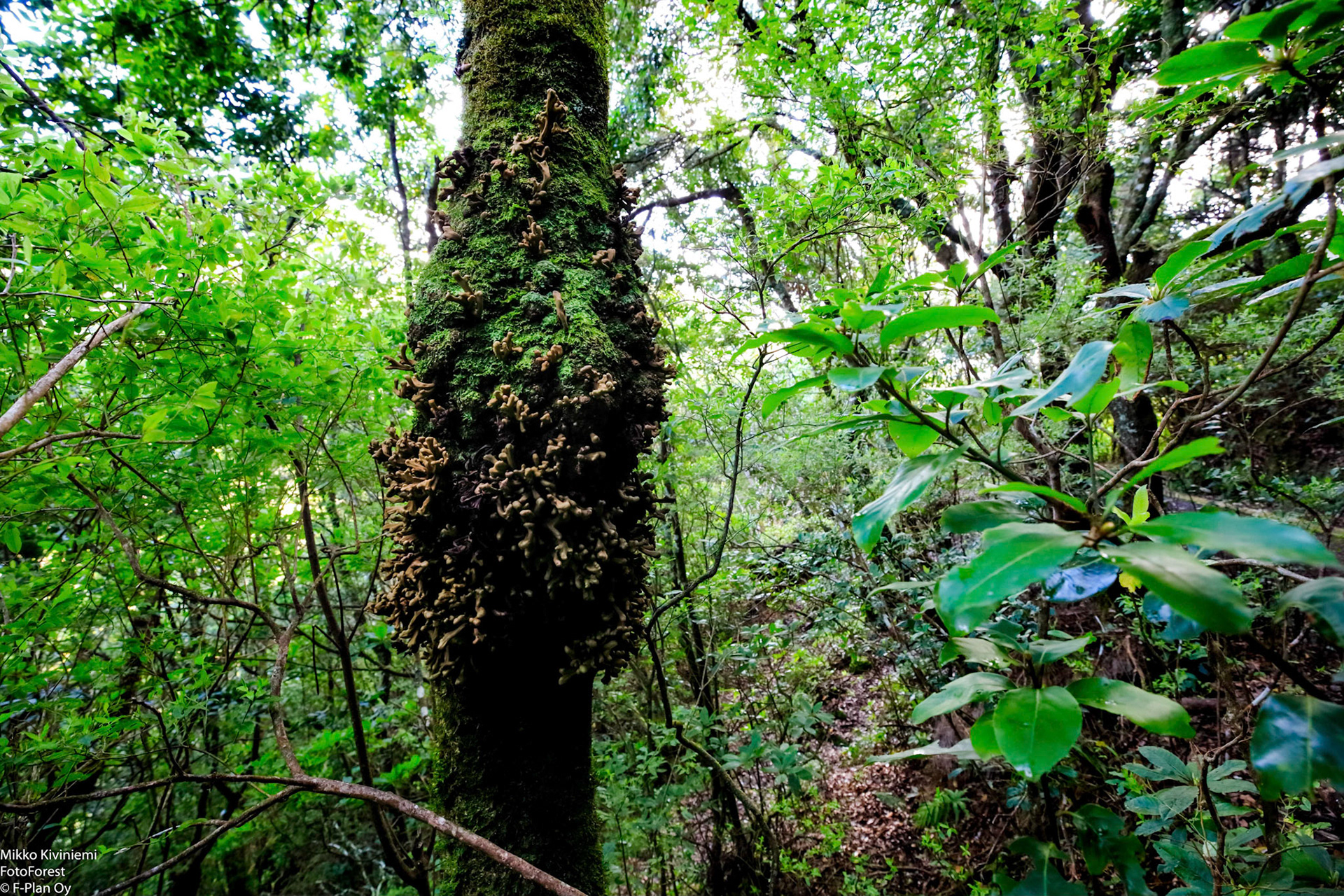 1011 Laakeripuu (Laurisilva), Levada do Furado, Madeira
