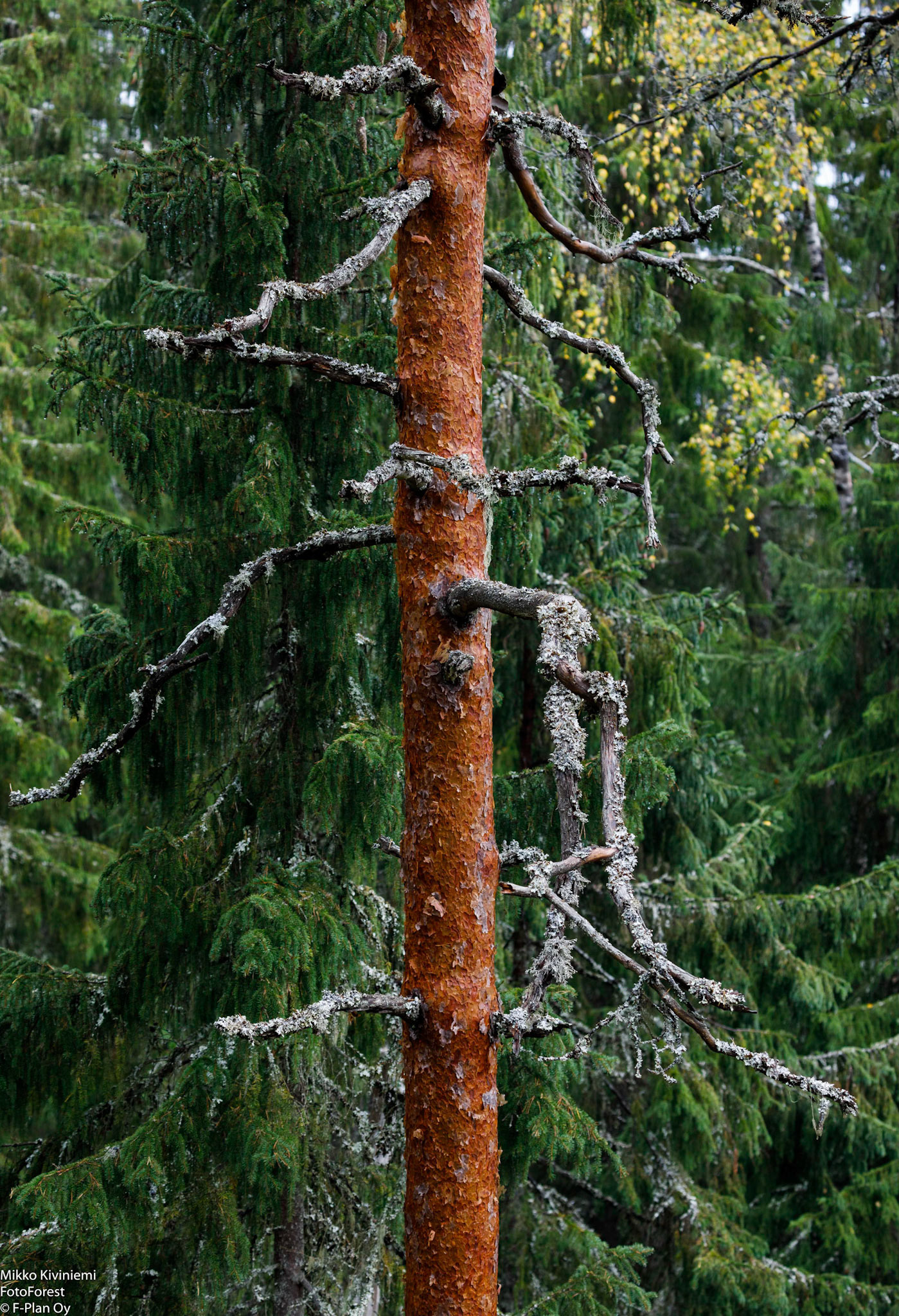 Mänty, Nuuksion kansallispuisto 1098