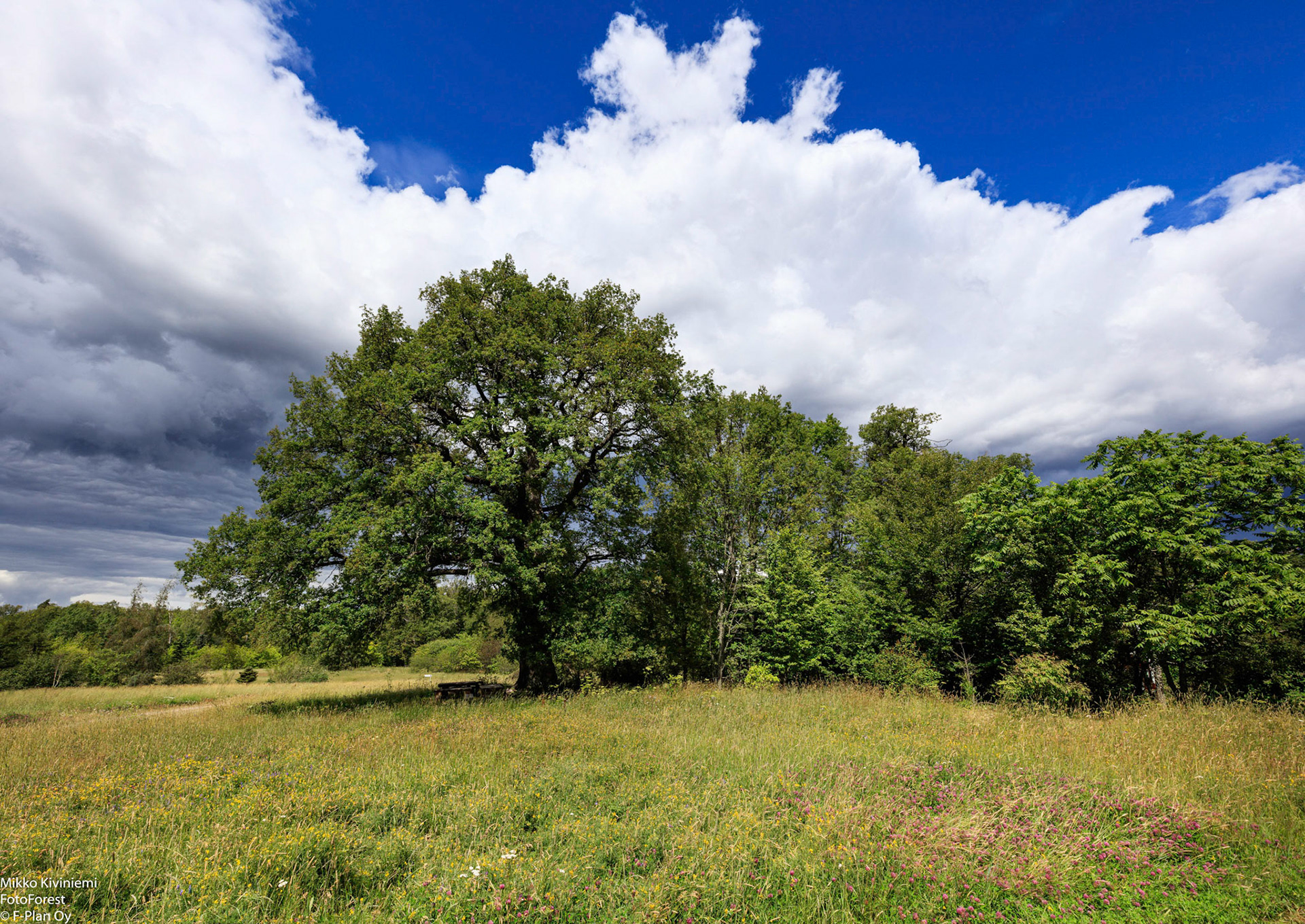 Tammi, Ruissalo 1136