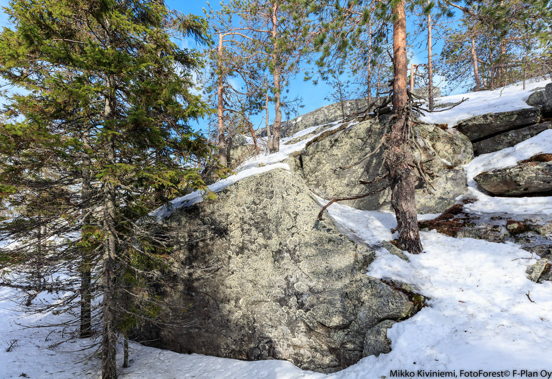 Karttajäkälä, 1232